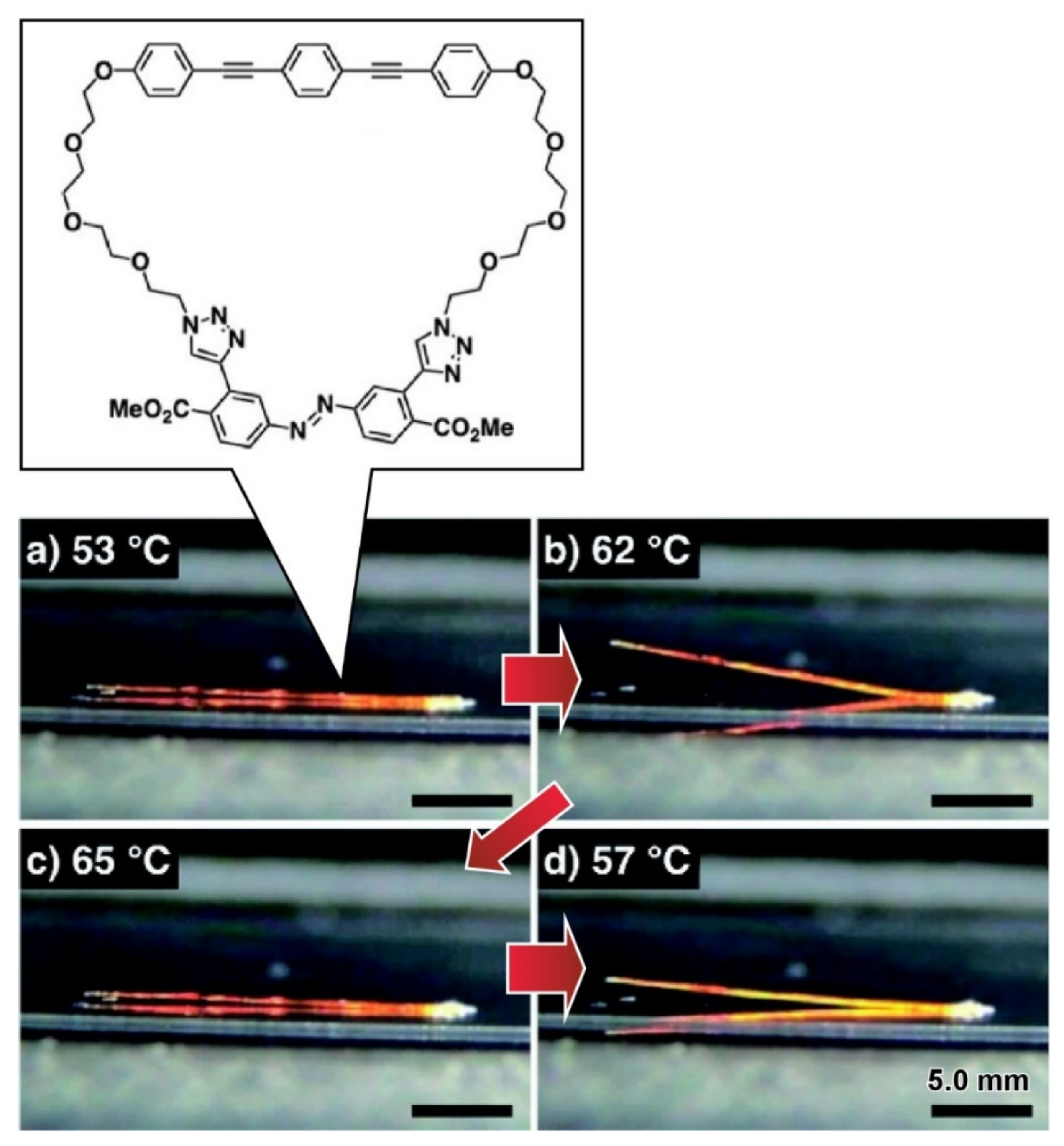 Ijms 23 03577 g021 Ijms 23 03577 g021