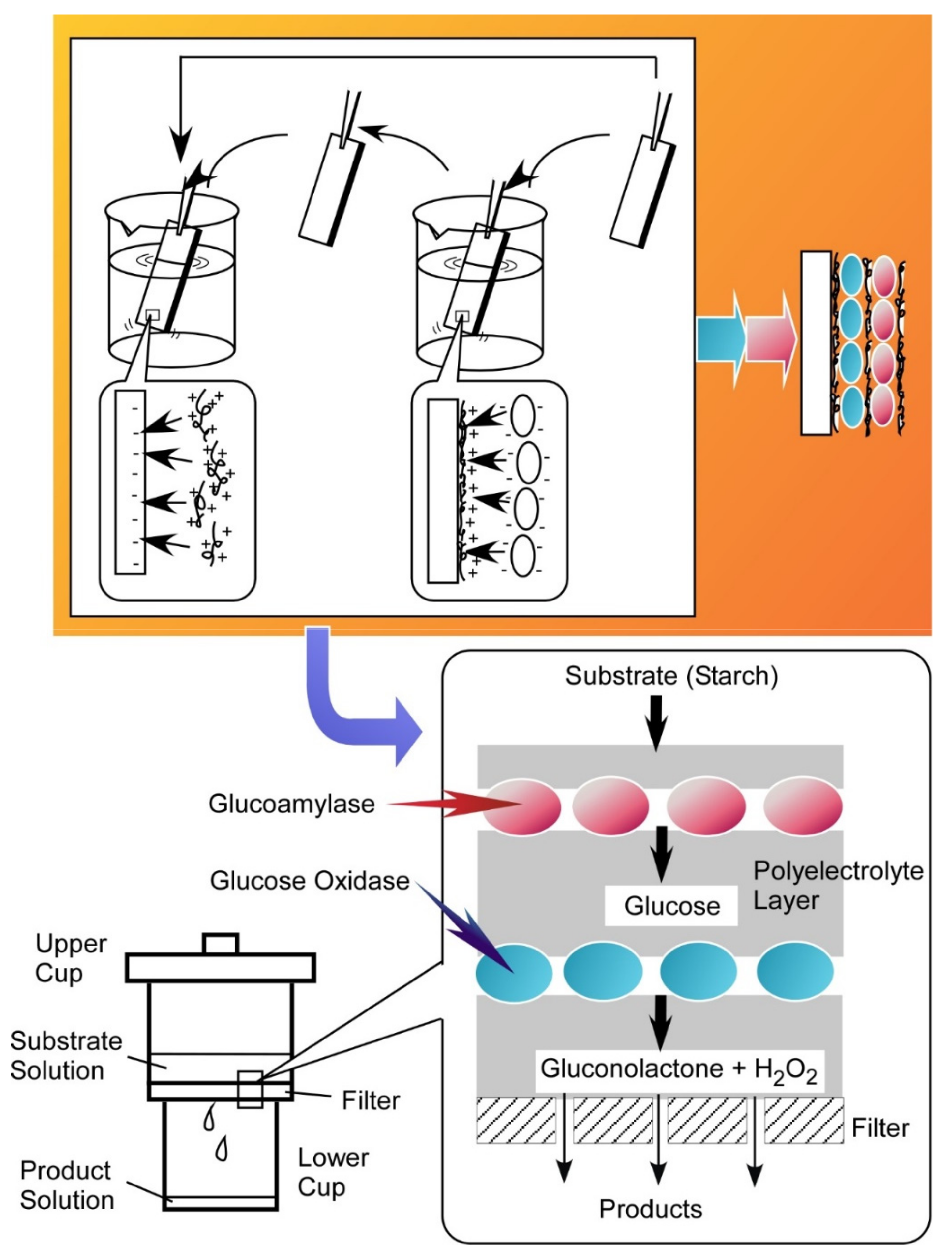 Ijms 23 03577 g026 Ijms 23 03577 g026