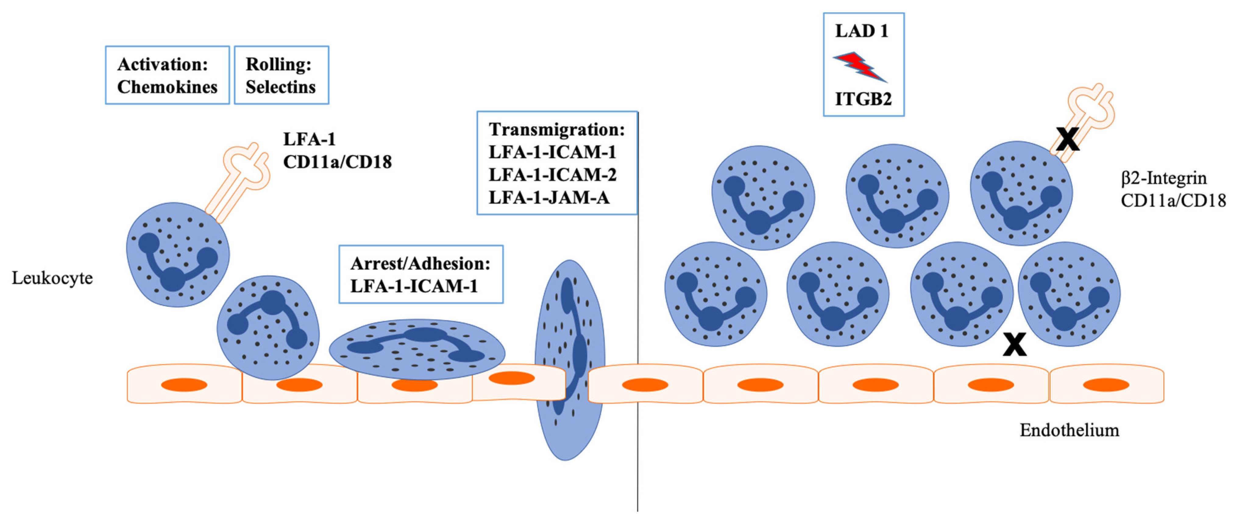 Sarcoma Malversar Sala Rolling Adhesion Comerciante Sorprendido Pre mbulo sarcoma-malversar-sala-rolling-adhesion-comerciante-sorprendido-pre-mbulo
