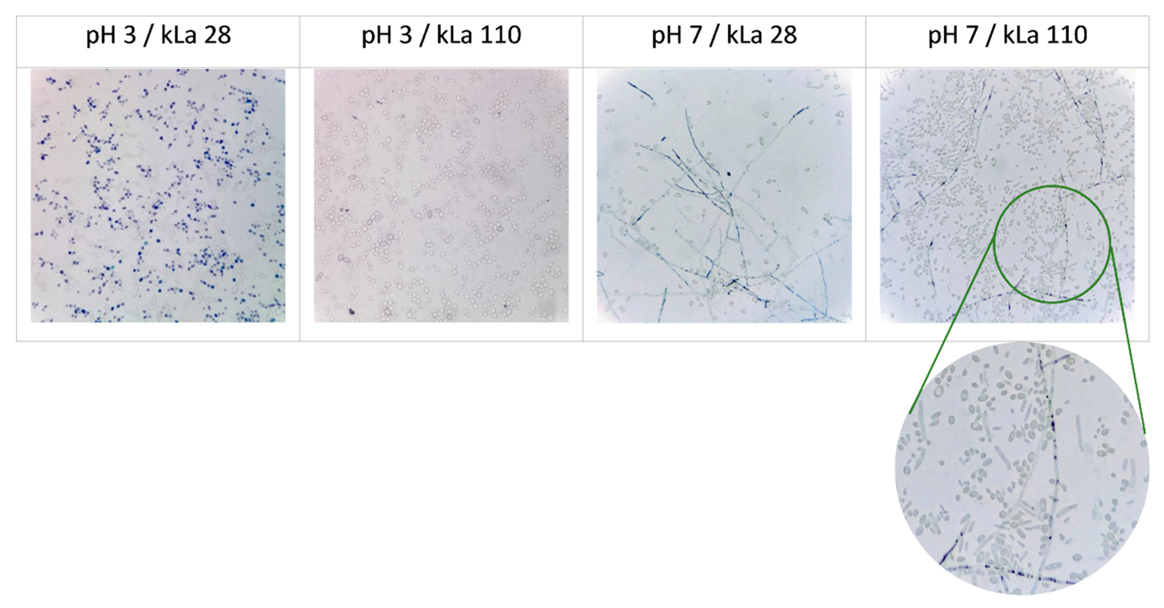 Ijms 23 03602 g005 550