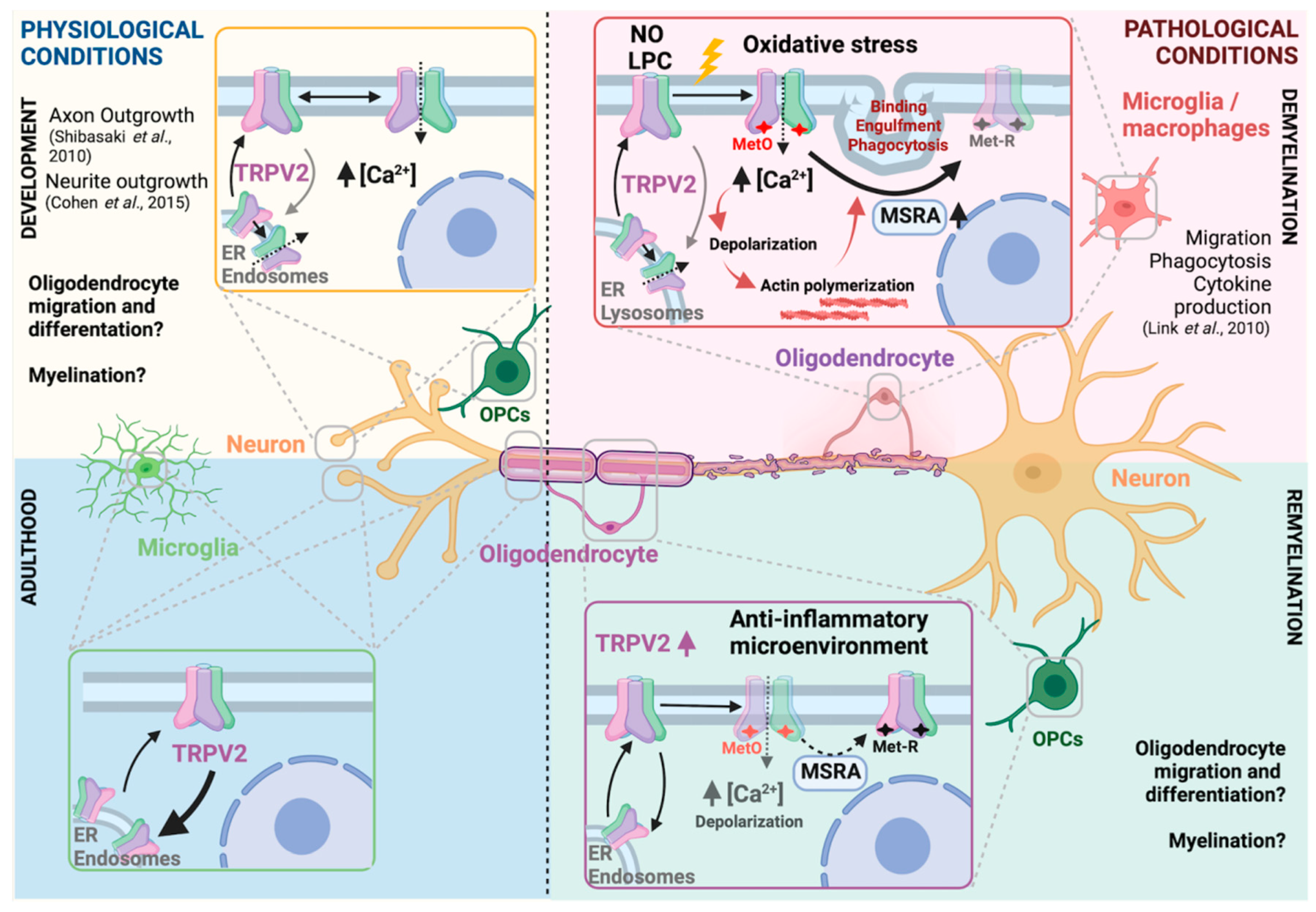 Ijms 23 03617 g007 550