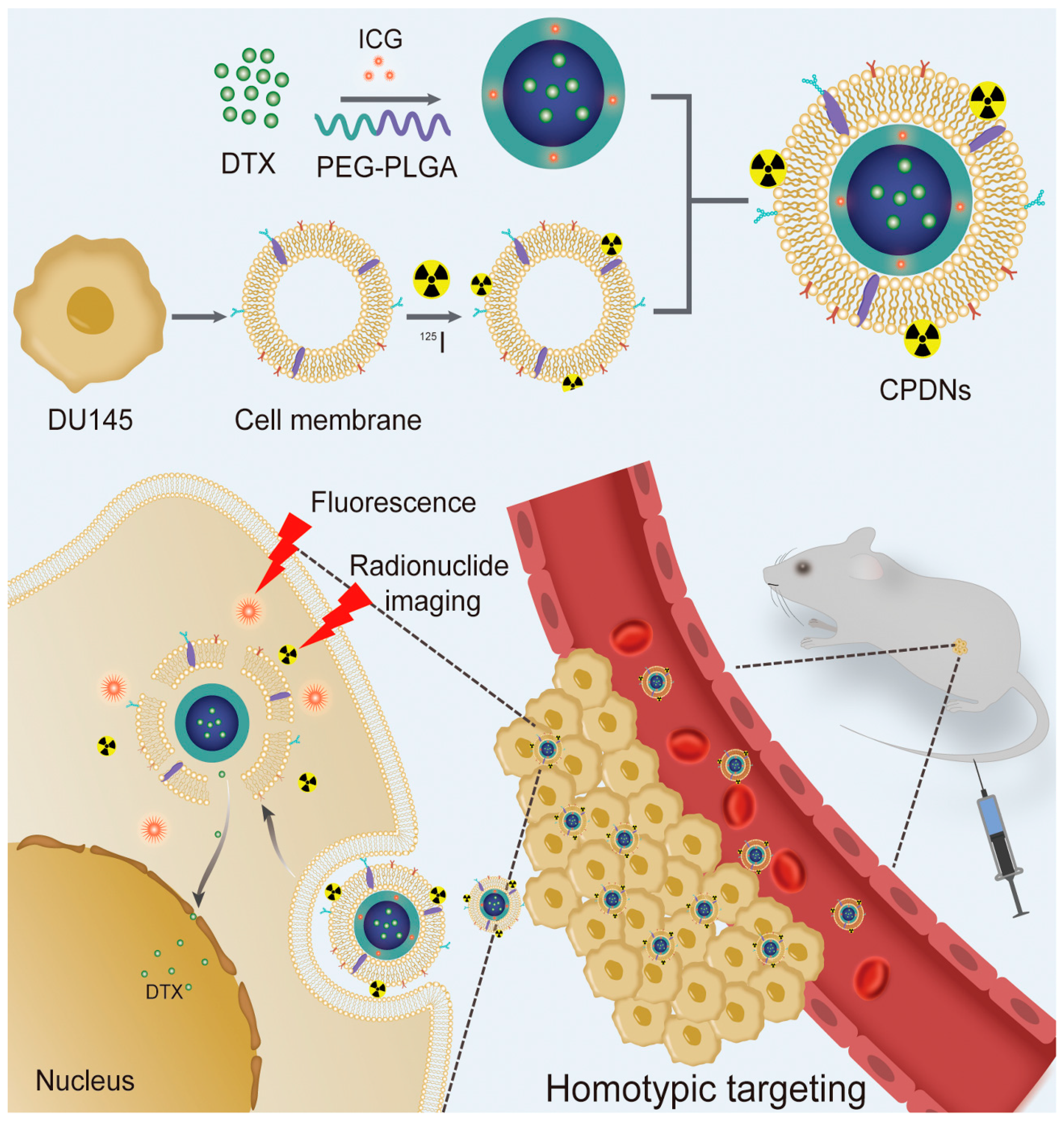 Ijms 23 03623 g001 550