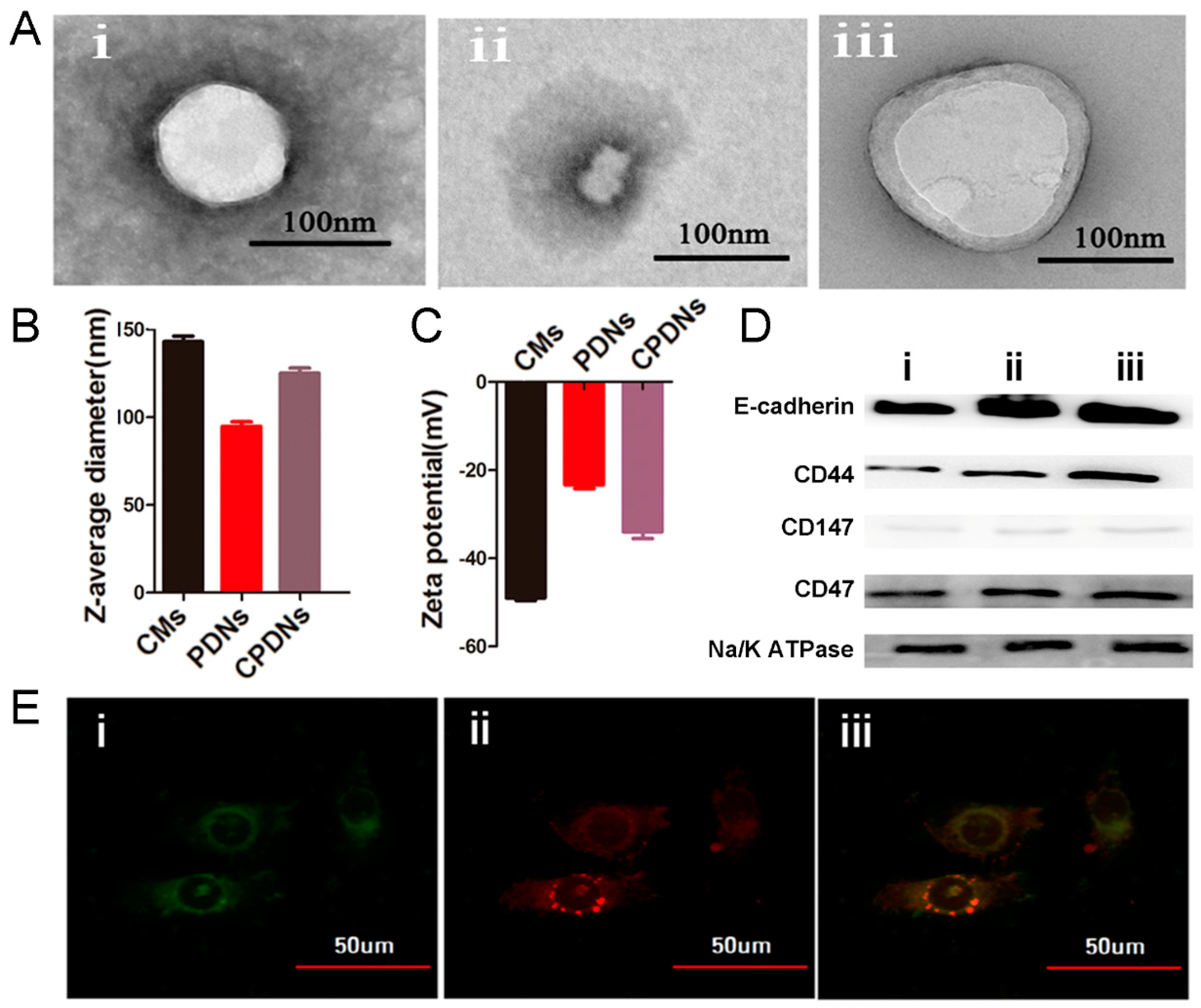 Ijms 23 03623 g002 550