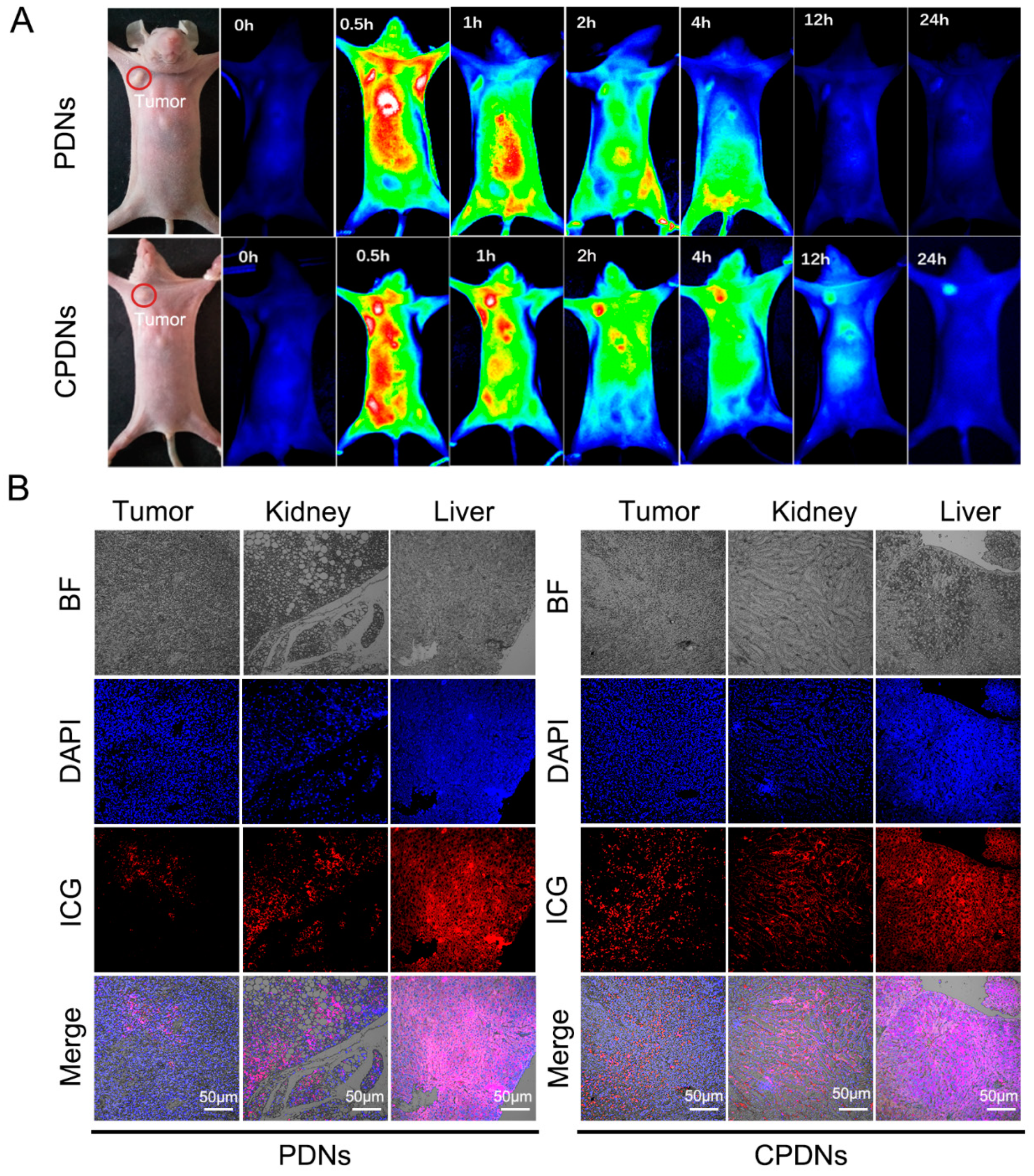Ijms 23 03623 g004 550