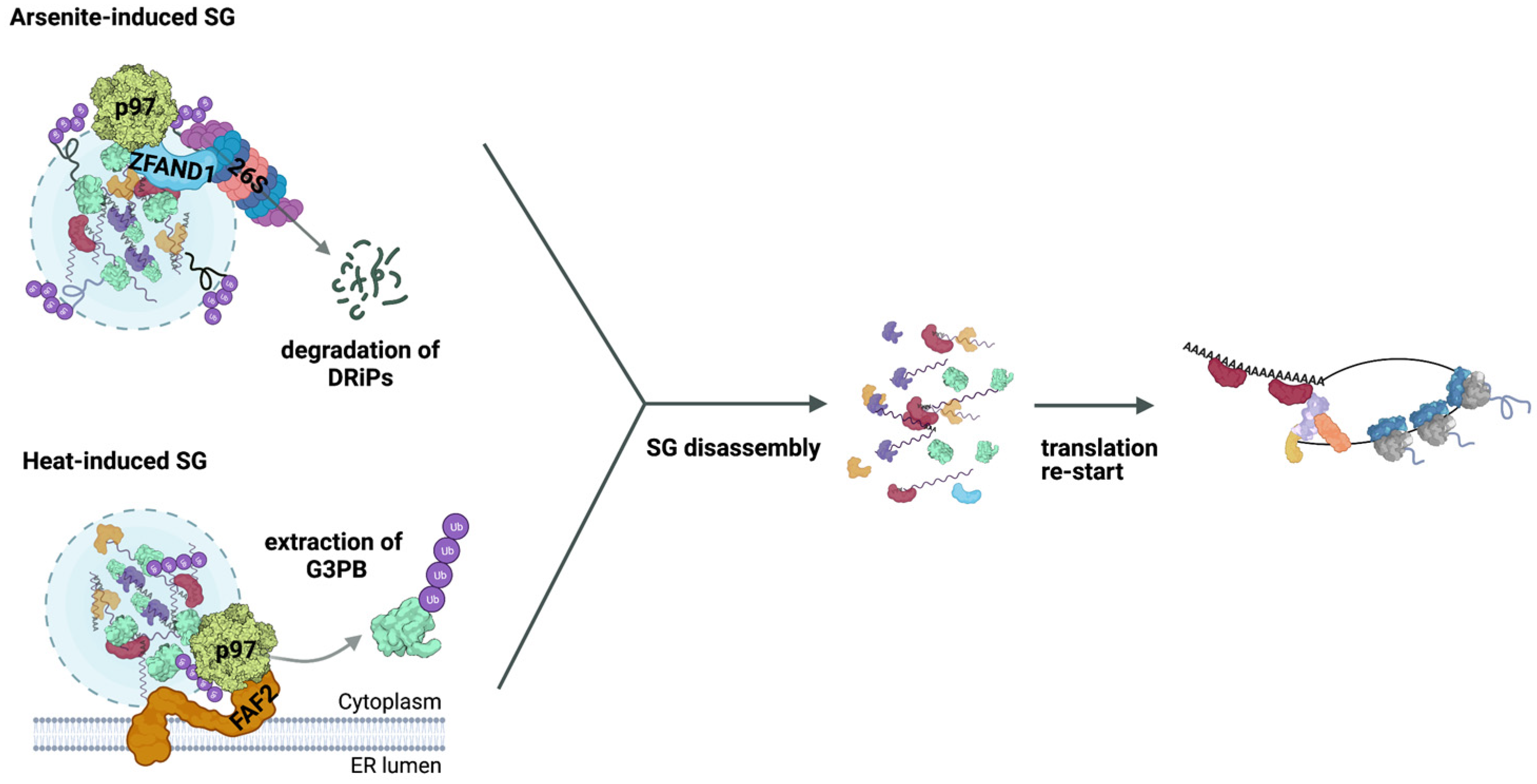 Ijms 23 03624 g002 550