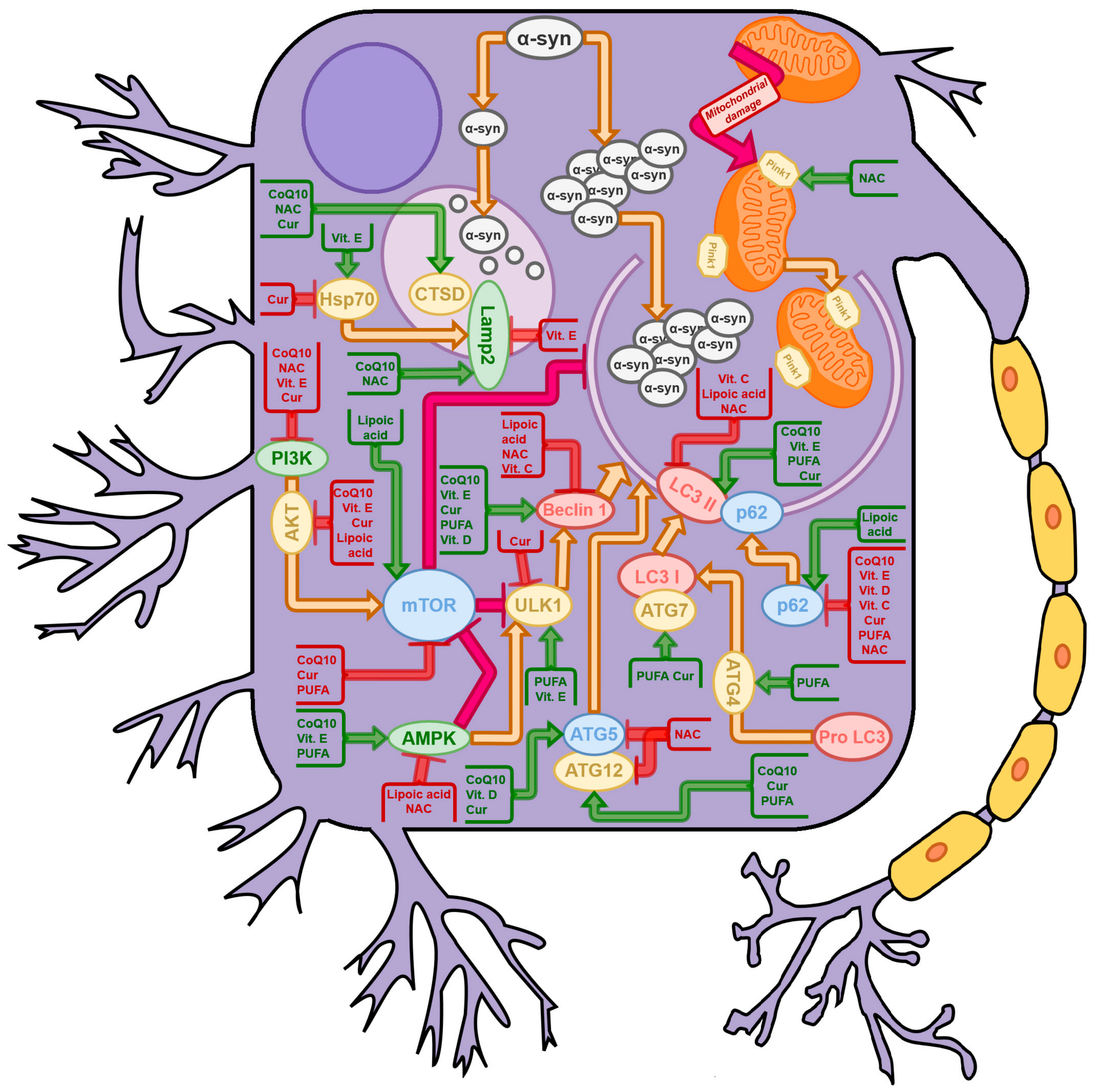 Ijms 23 03625 g002 550