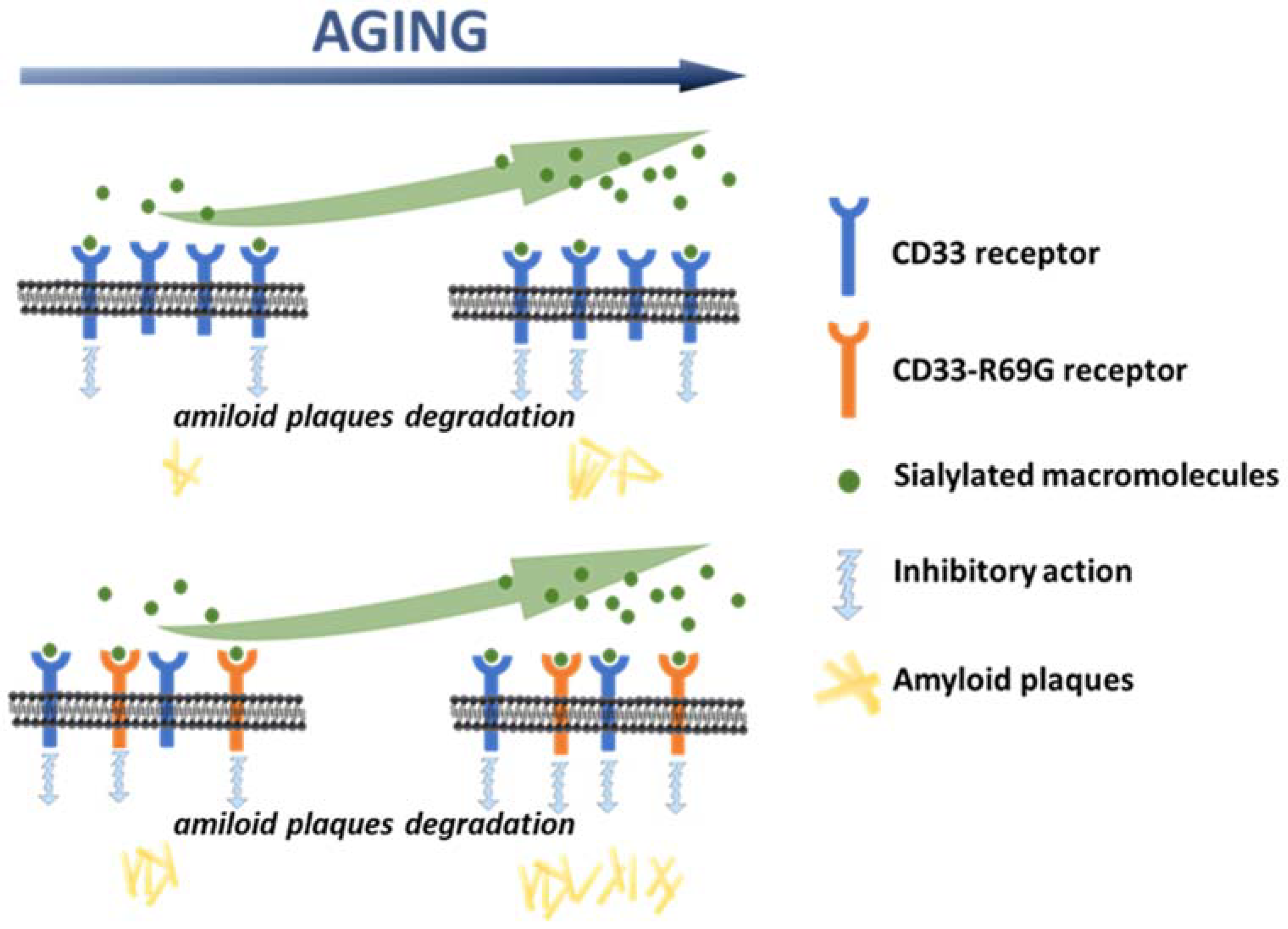 Ijms 23 03629 g005 550