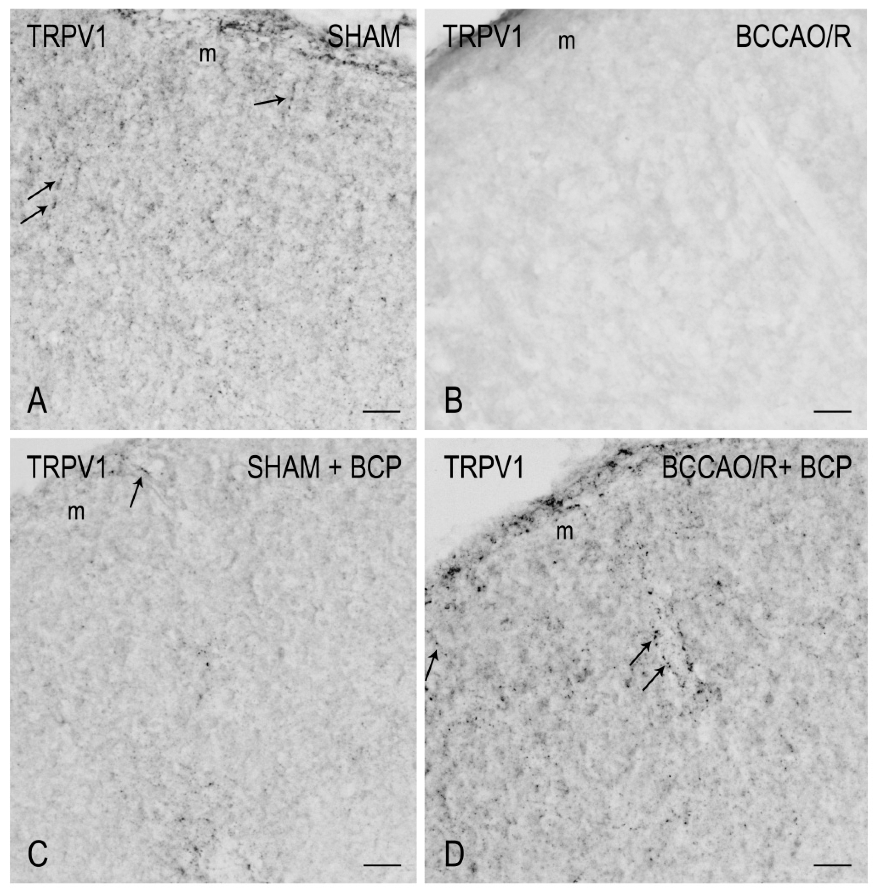 Ijms 23 03633 g003 550