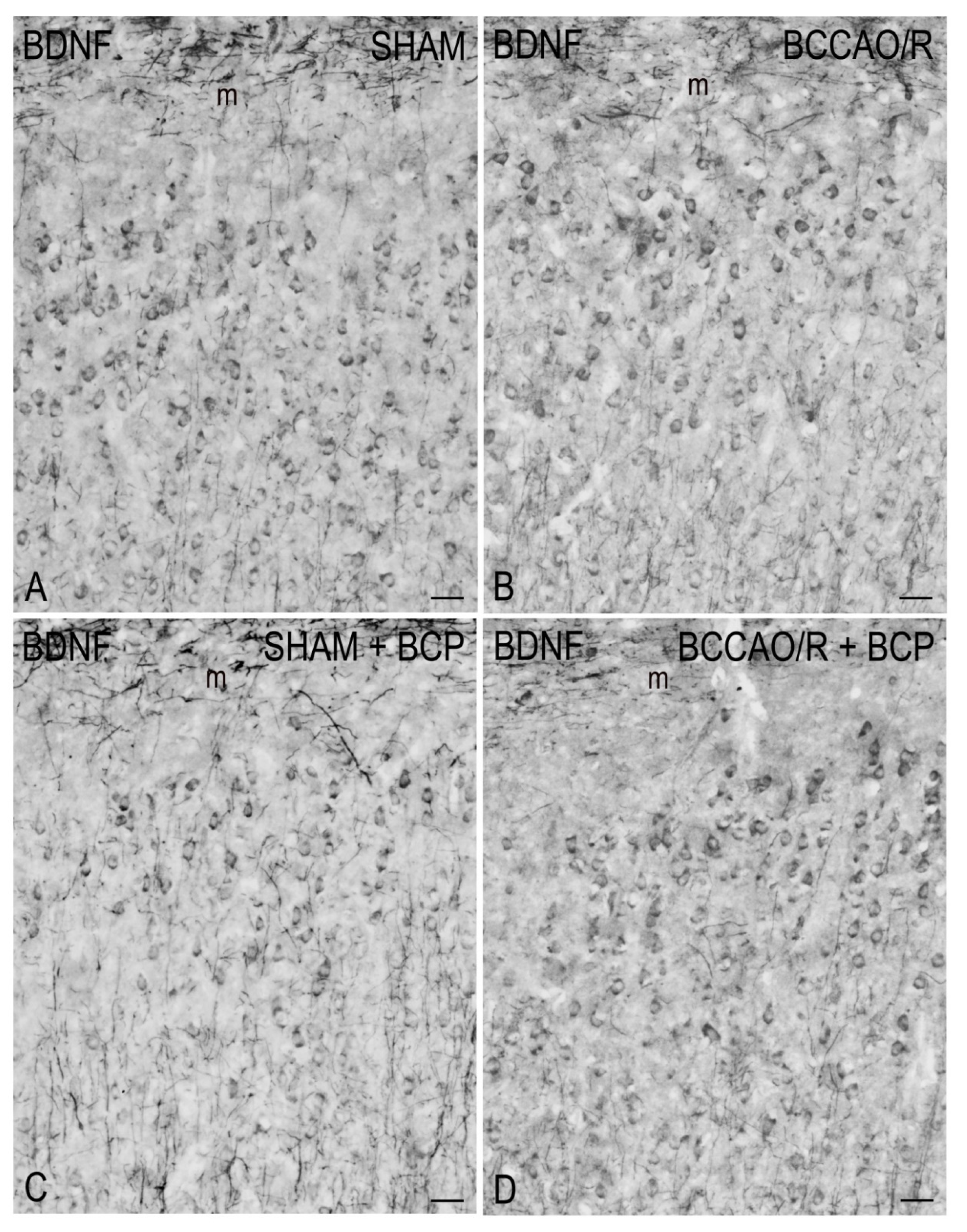 Ijms 23 03633 g004 550