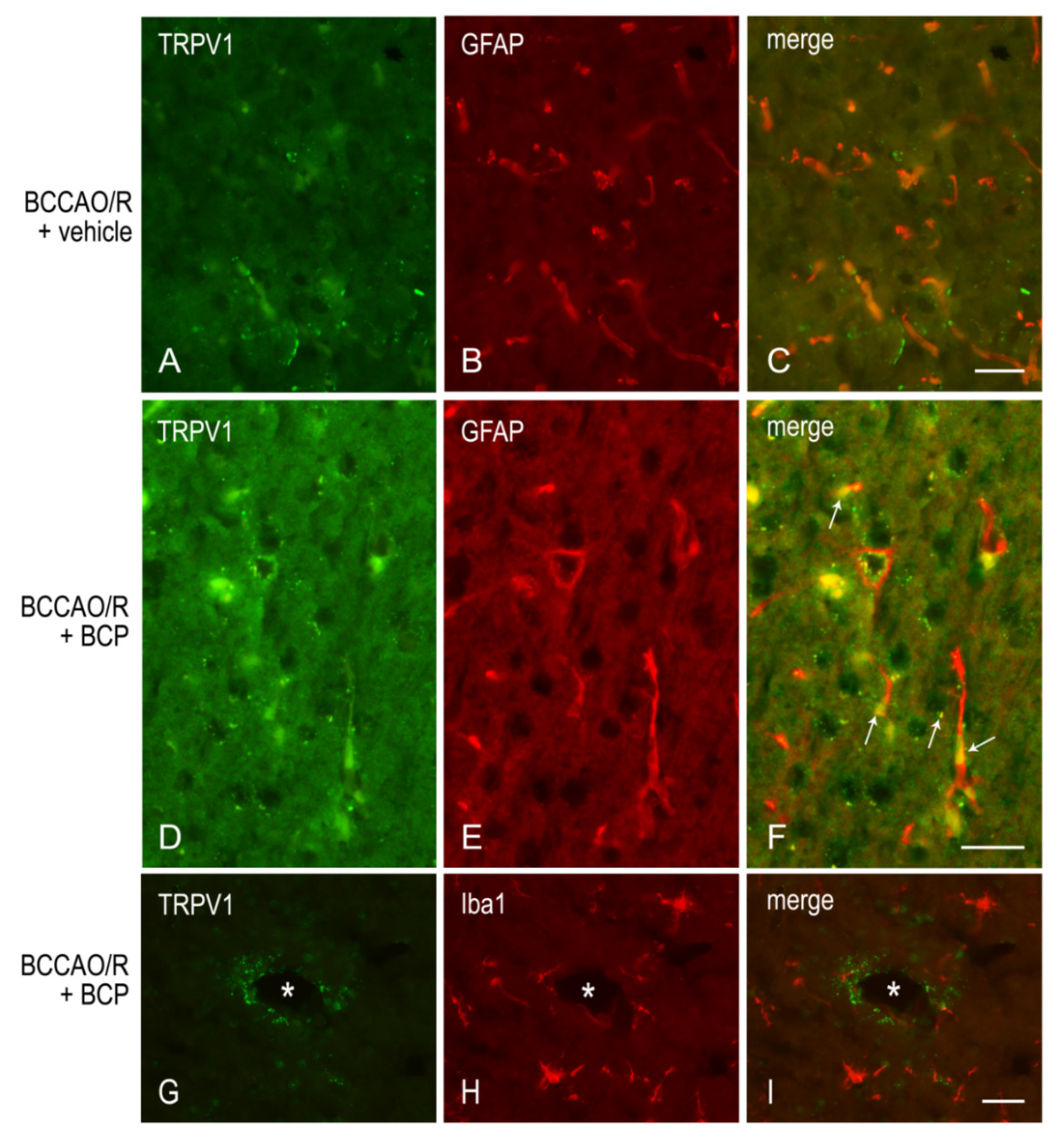 Ijms 23 03633 g006 550