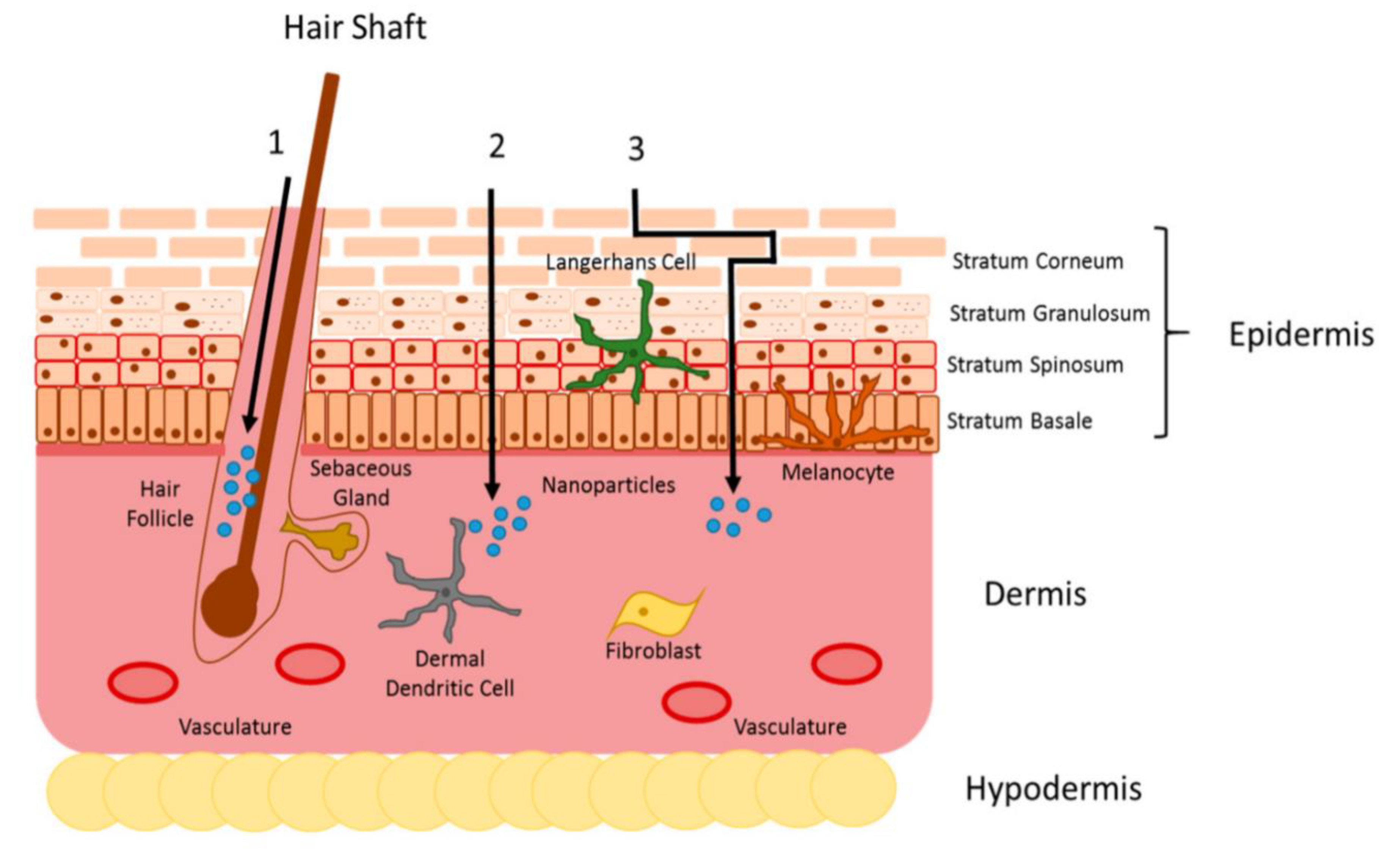 Ijms 23 03638 g001a 550