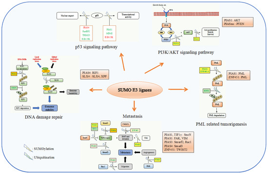 The Role of SUMO E3 Ligases in Signaling Pathway of Cancer Cells