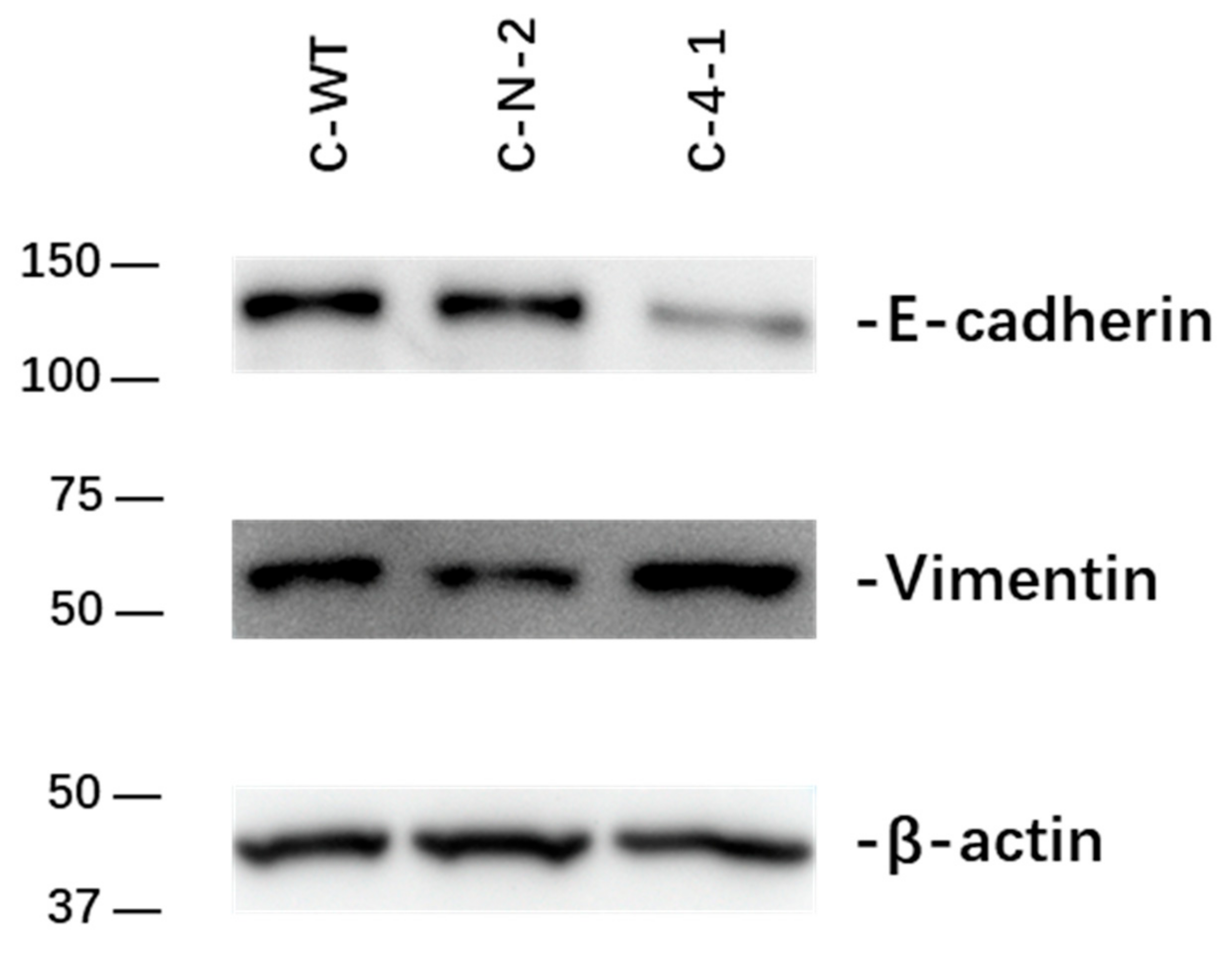 Ijms 23 03659 g007 Ijms 23 03659 g007