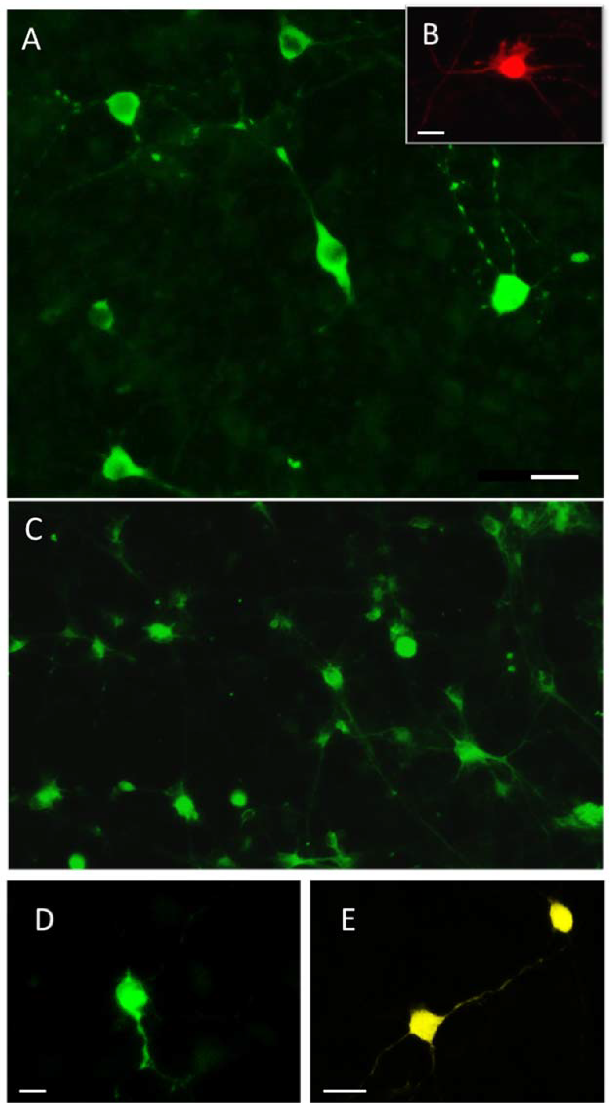 Ijms 23 03678 g002 550