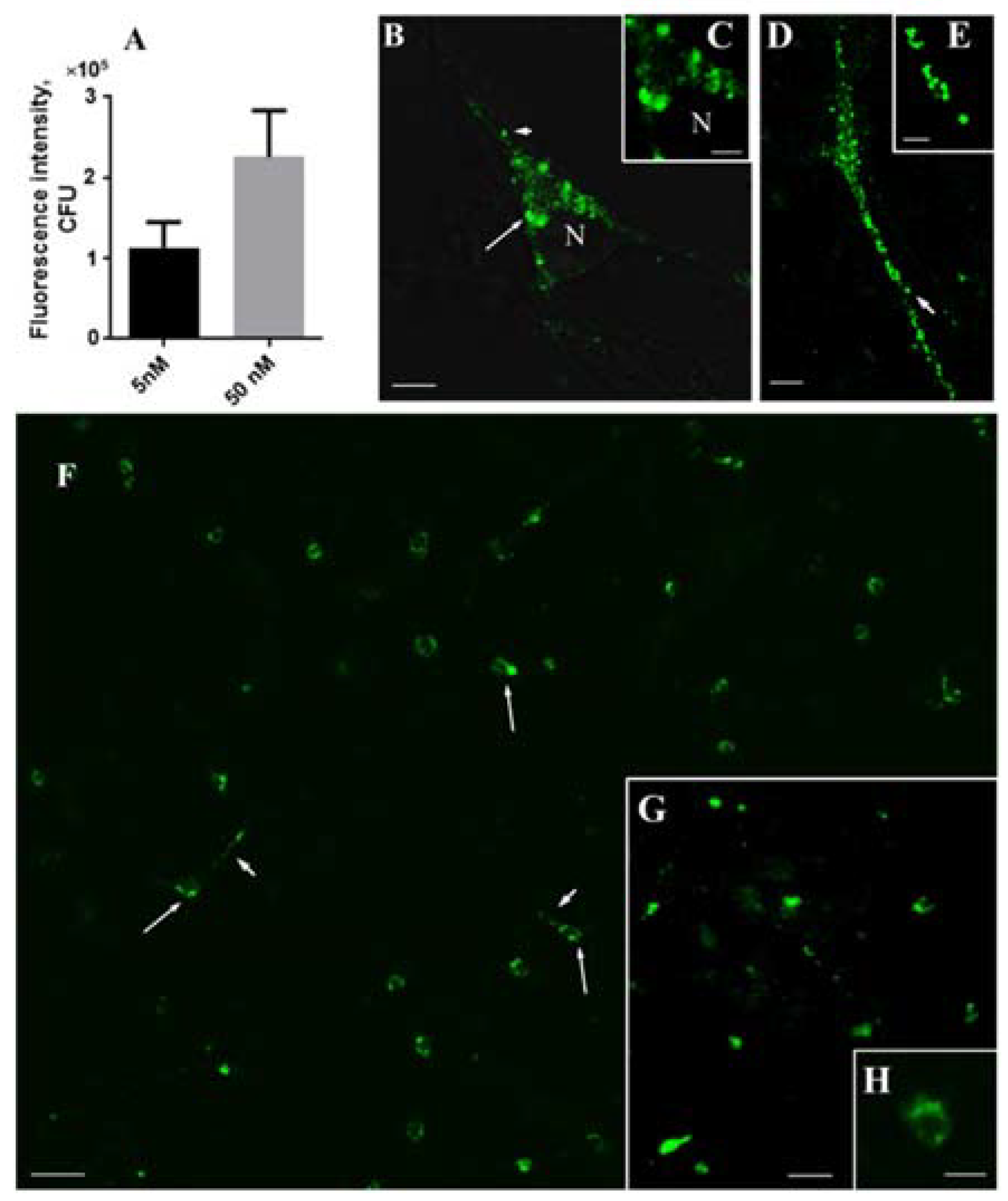 Ijms 23 03678 g005 550