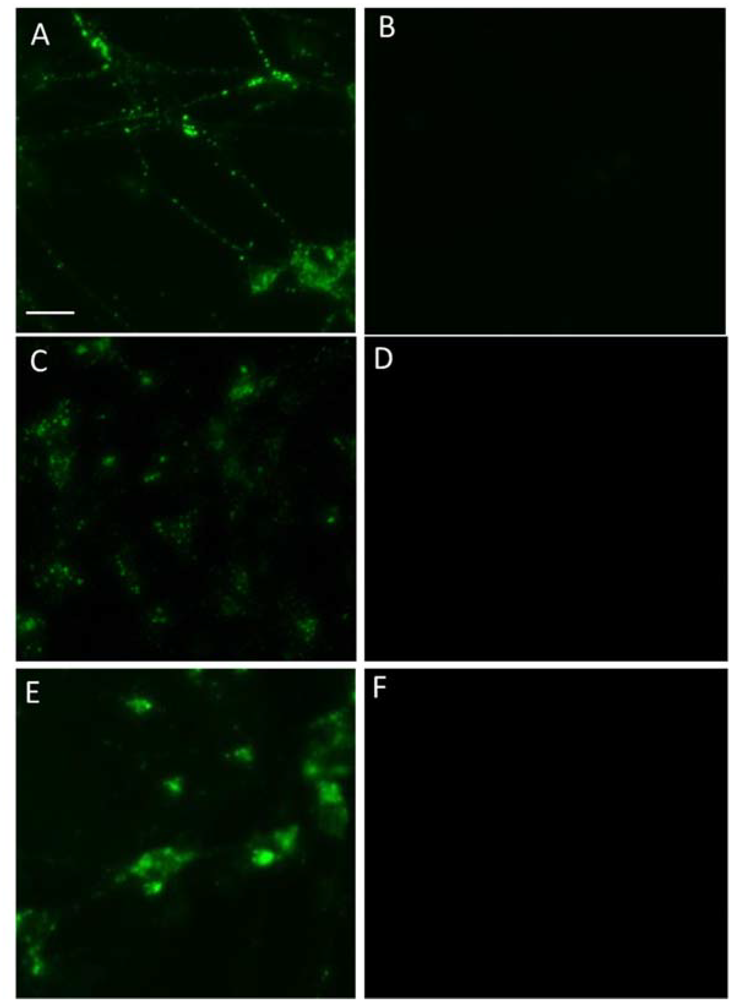 Ijms 23 03678 g006 550