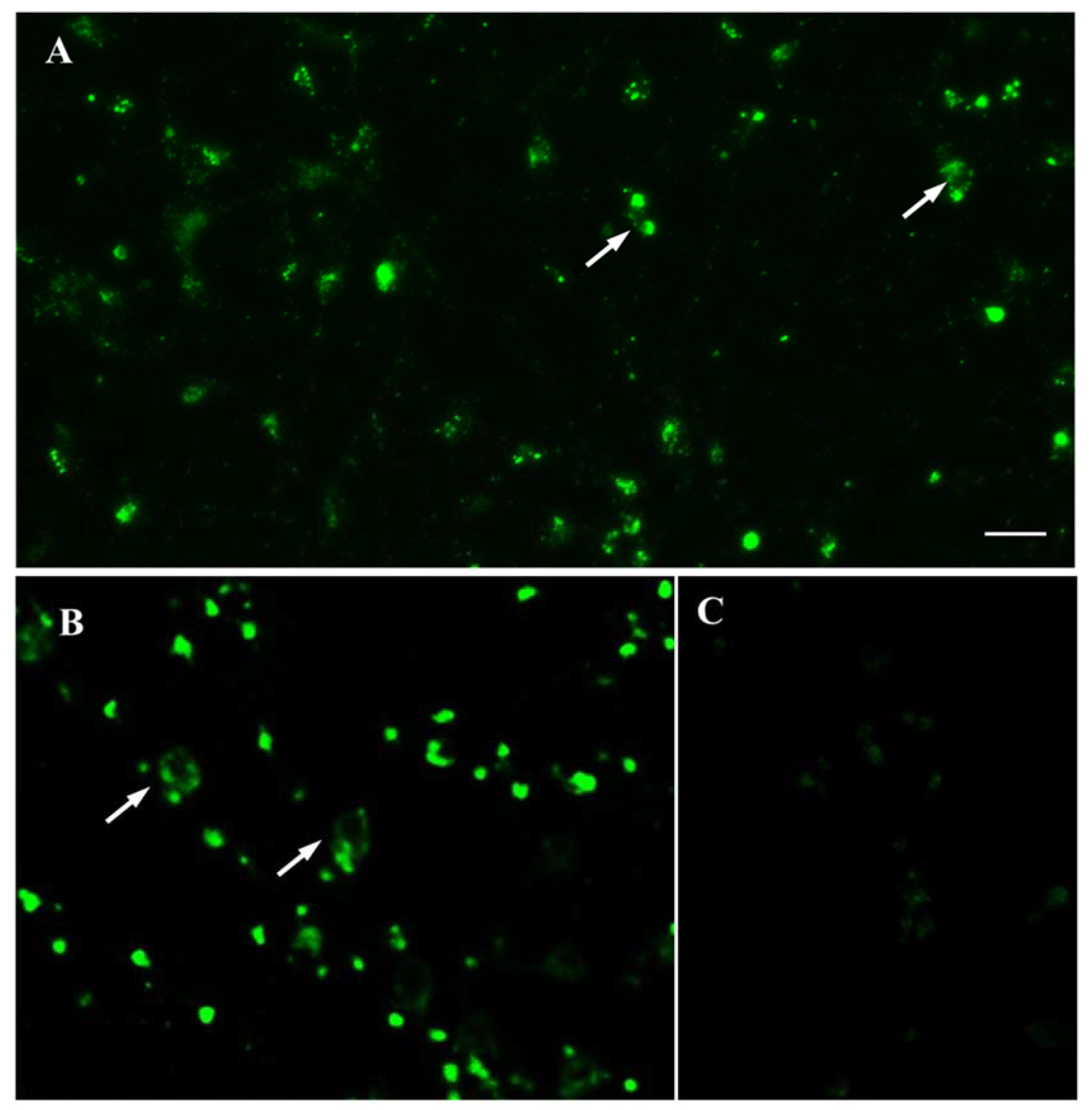 Ijms 23 03678 g007 550