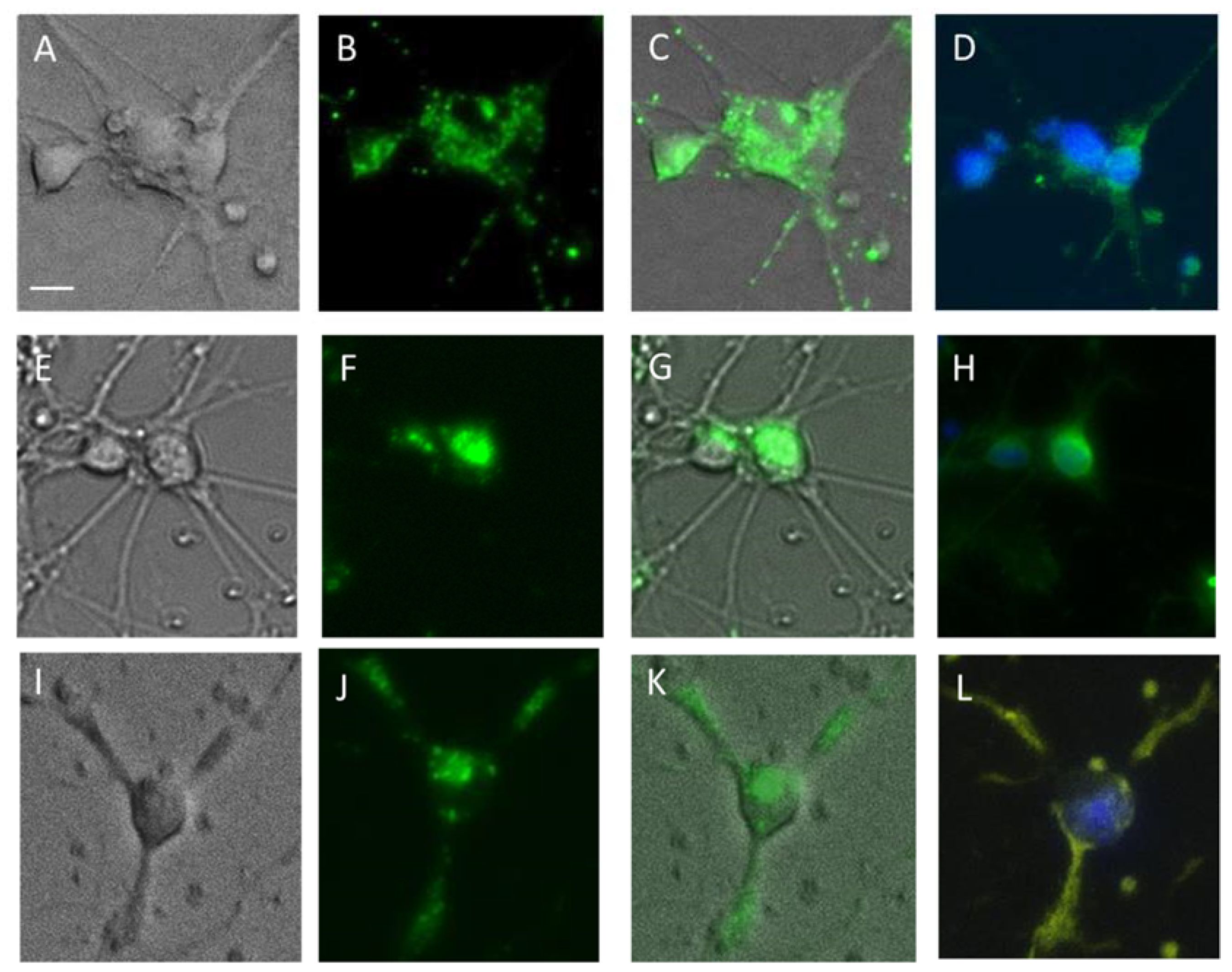 Ijms 23 03678 g008 550