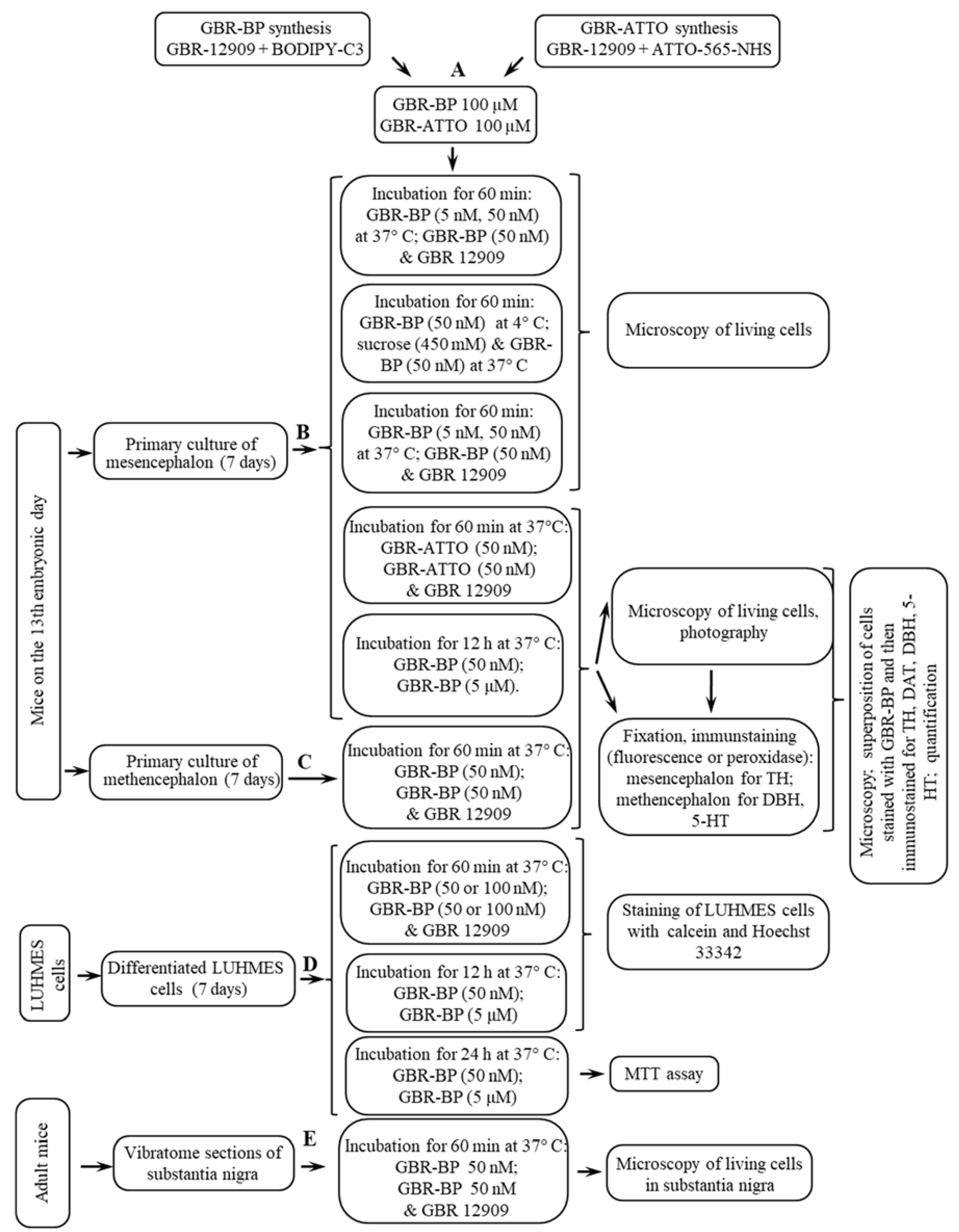 Ijms 23 03678 g011 550