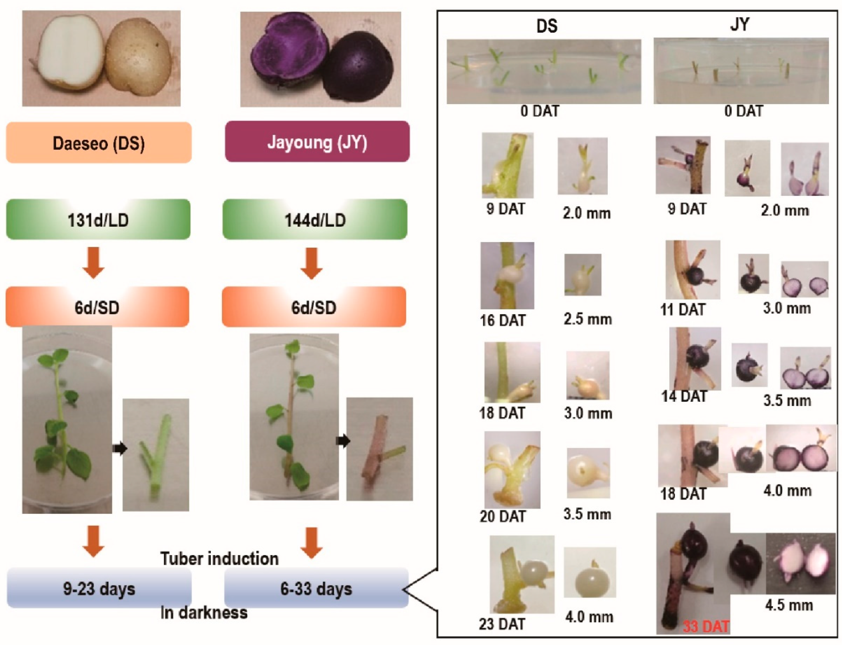 Ijms 23 03681 g001 550