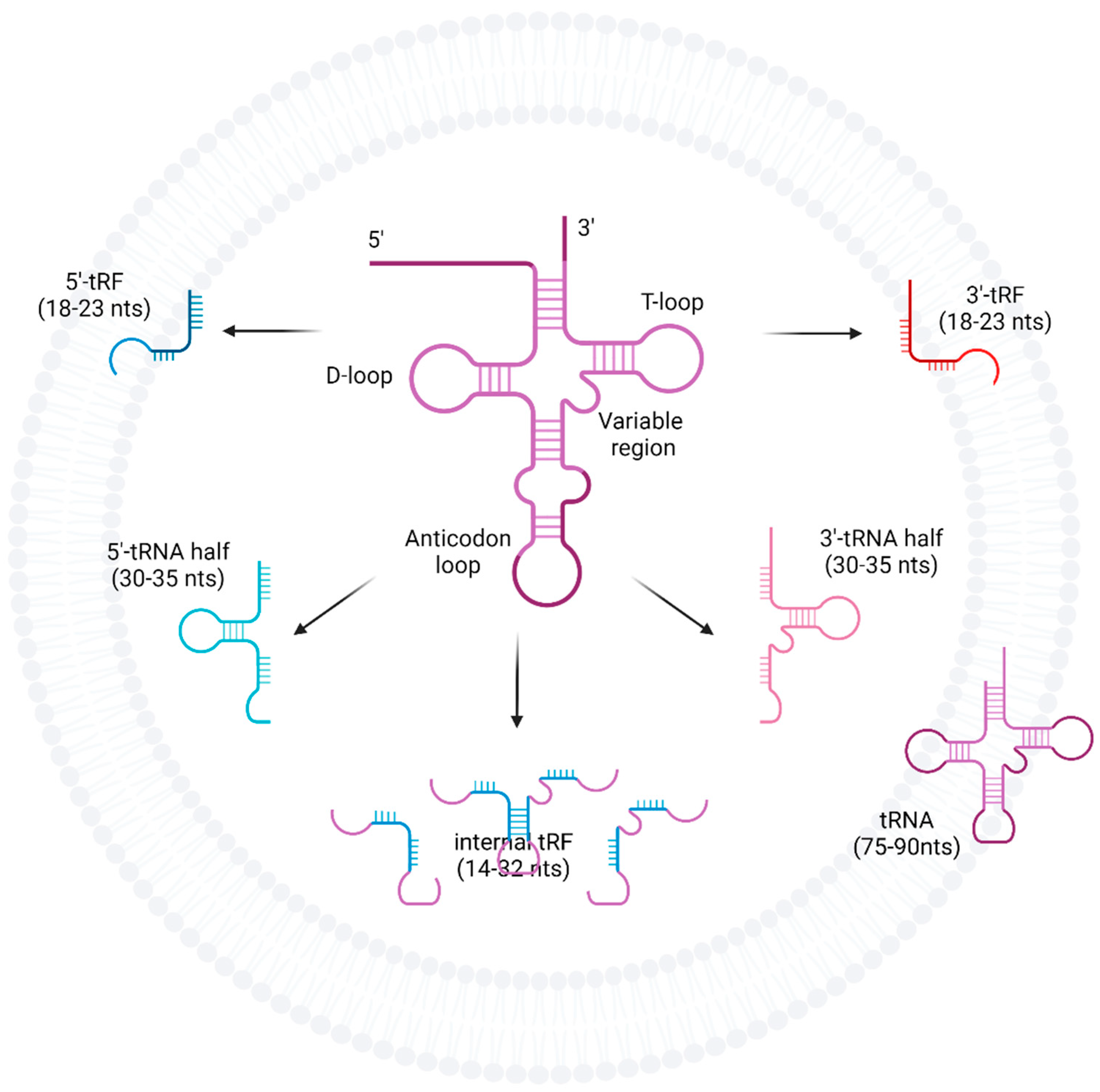 Ijms 23 03692 g001 550