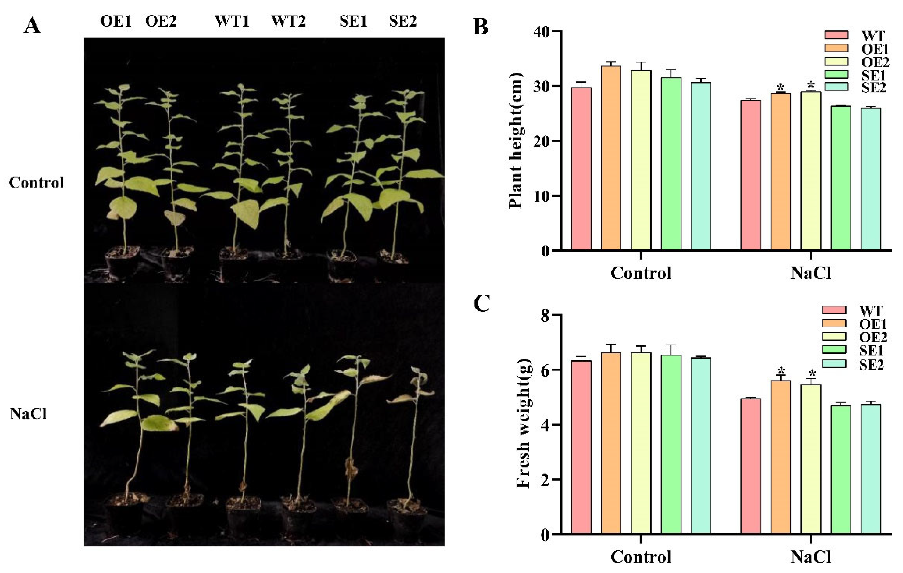 Ijms 23 03727 g007 550