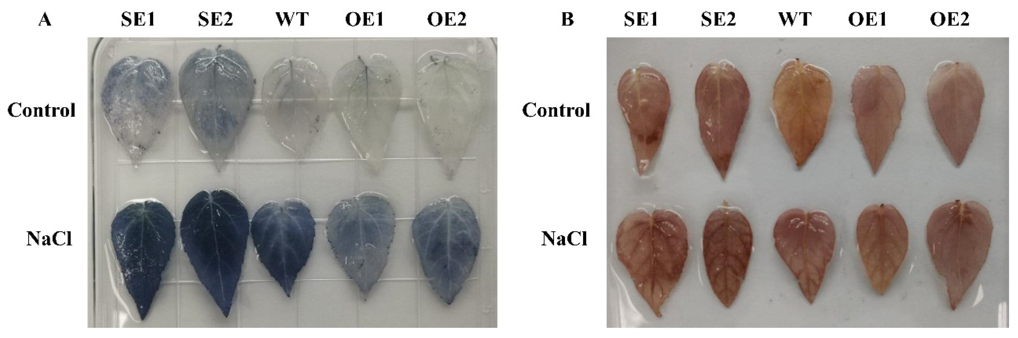 Ijms 23 03727 g009 550