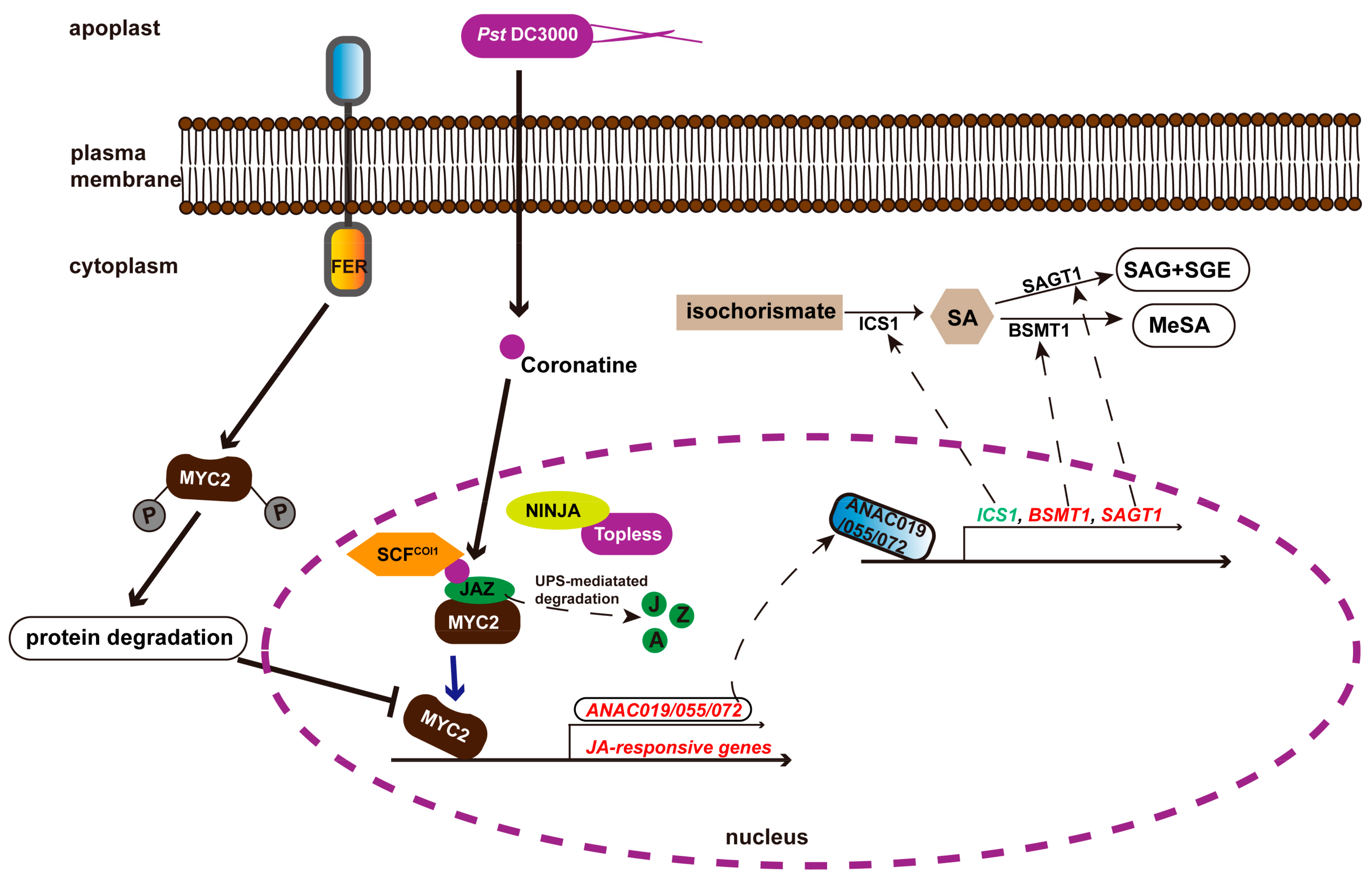 Ijms 23 03730 g003 Ijms 23 03730 g003