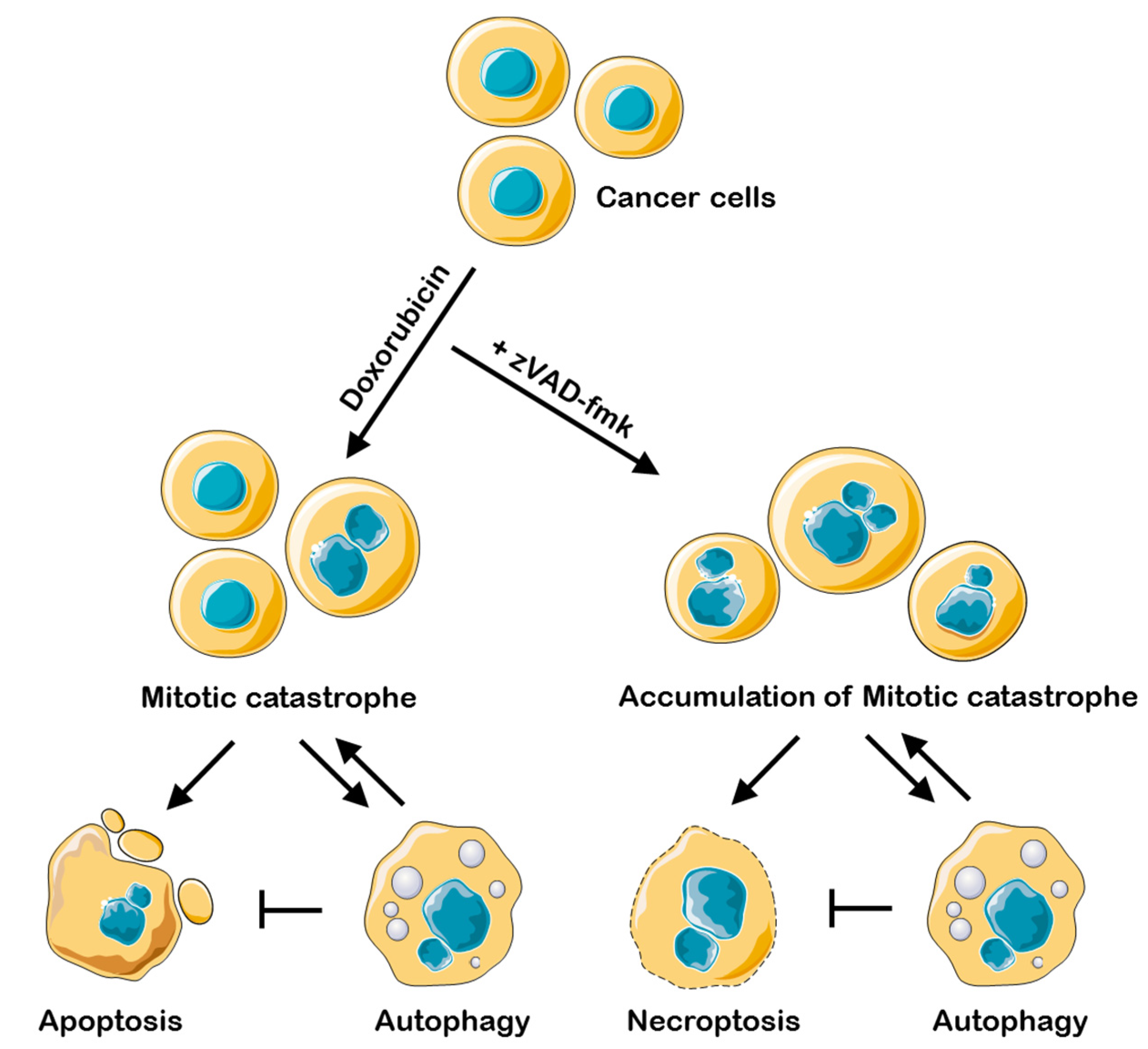 Necroptosis as a Novel Facet of Mitotic Catastrophe Biology Diagrams