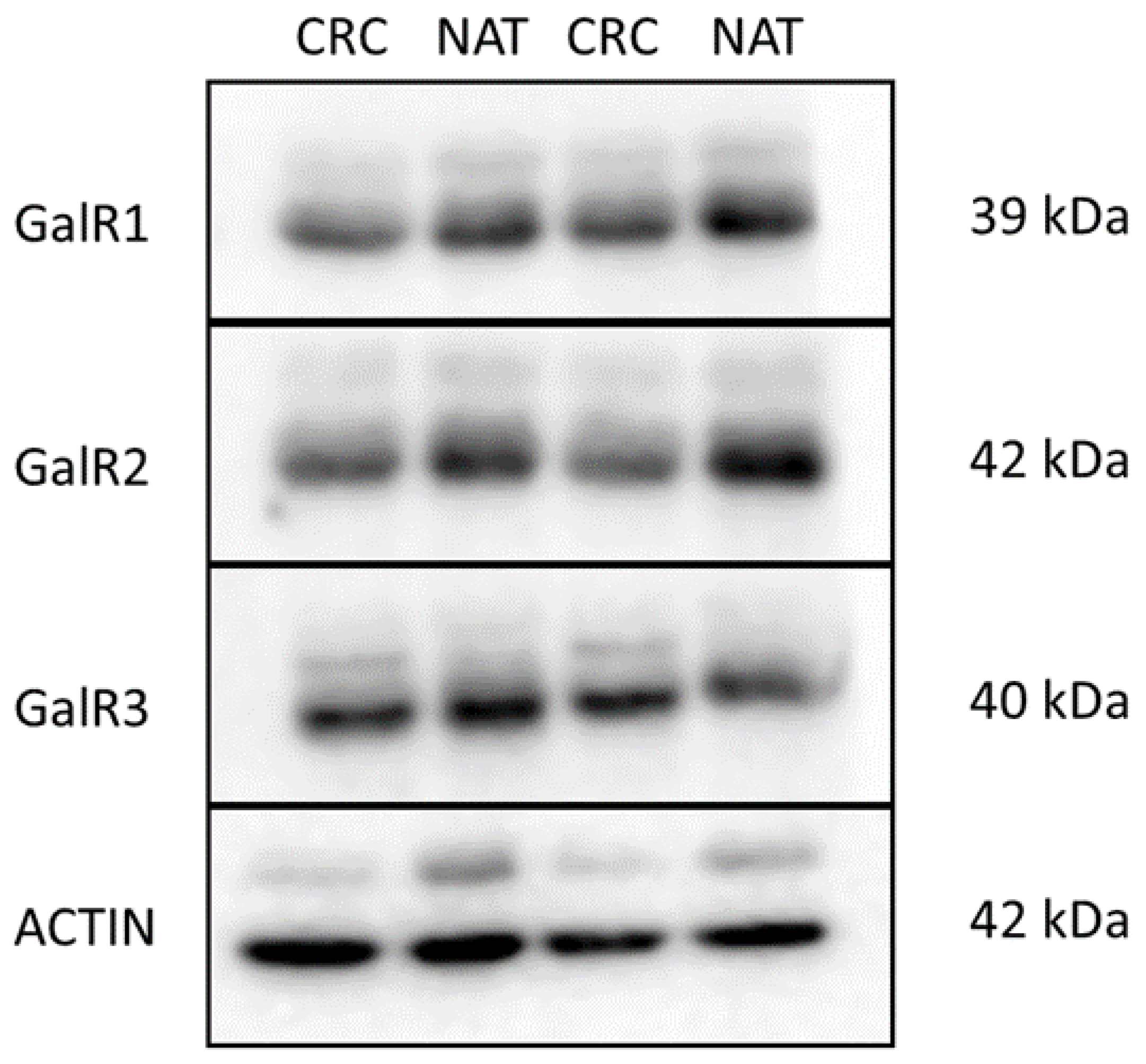 Ijms 23 03735 g004 550
