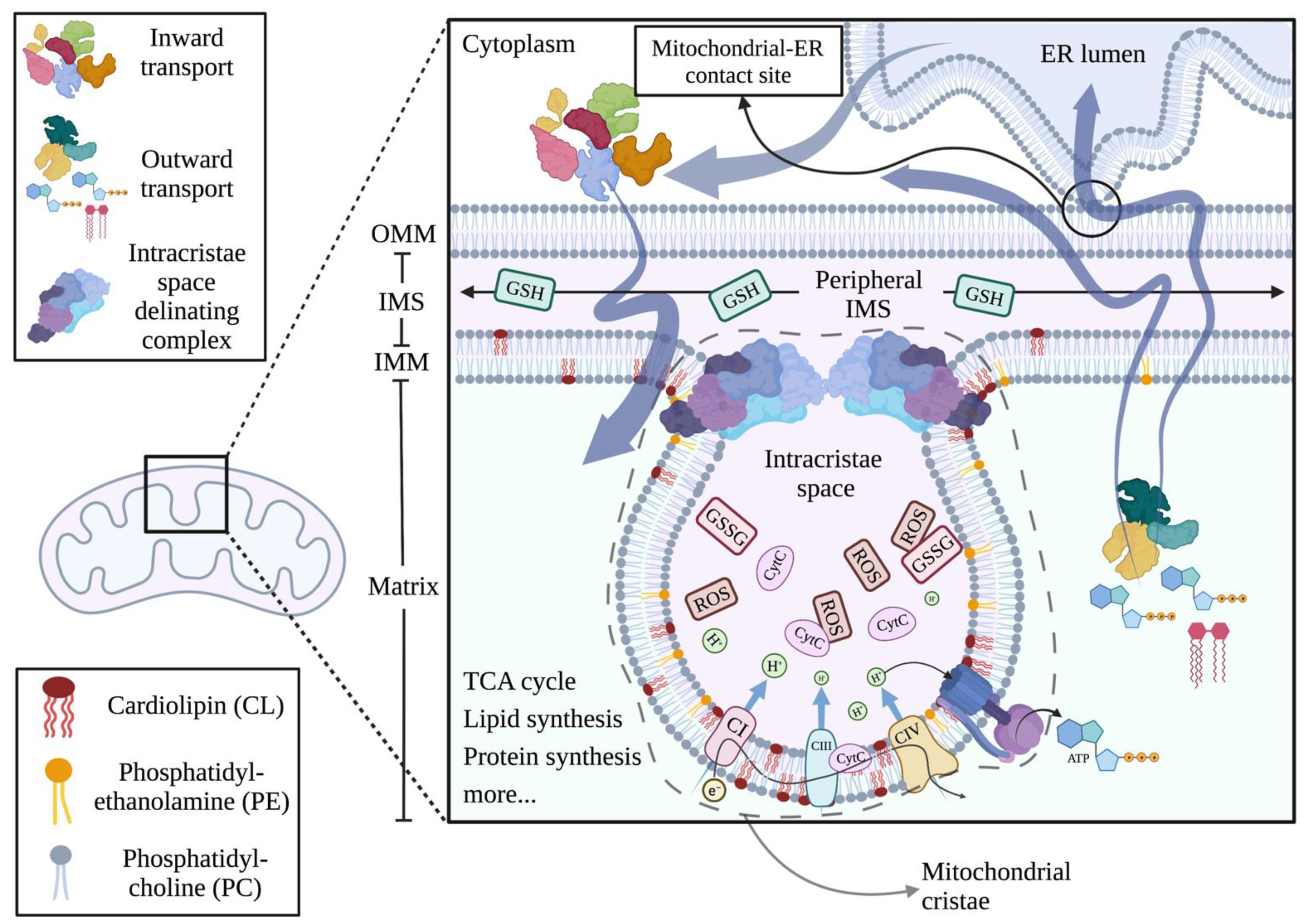 Ijms 23 03738 g001 550