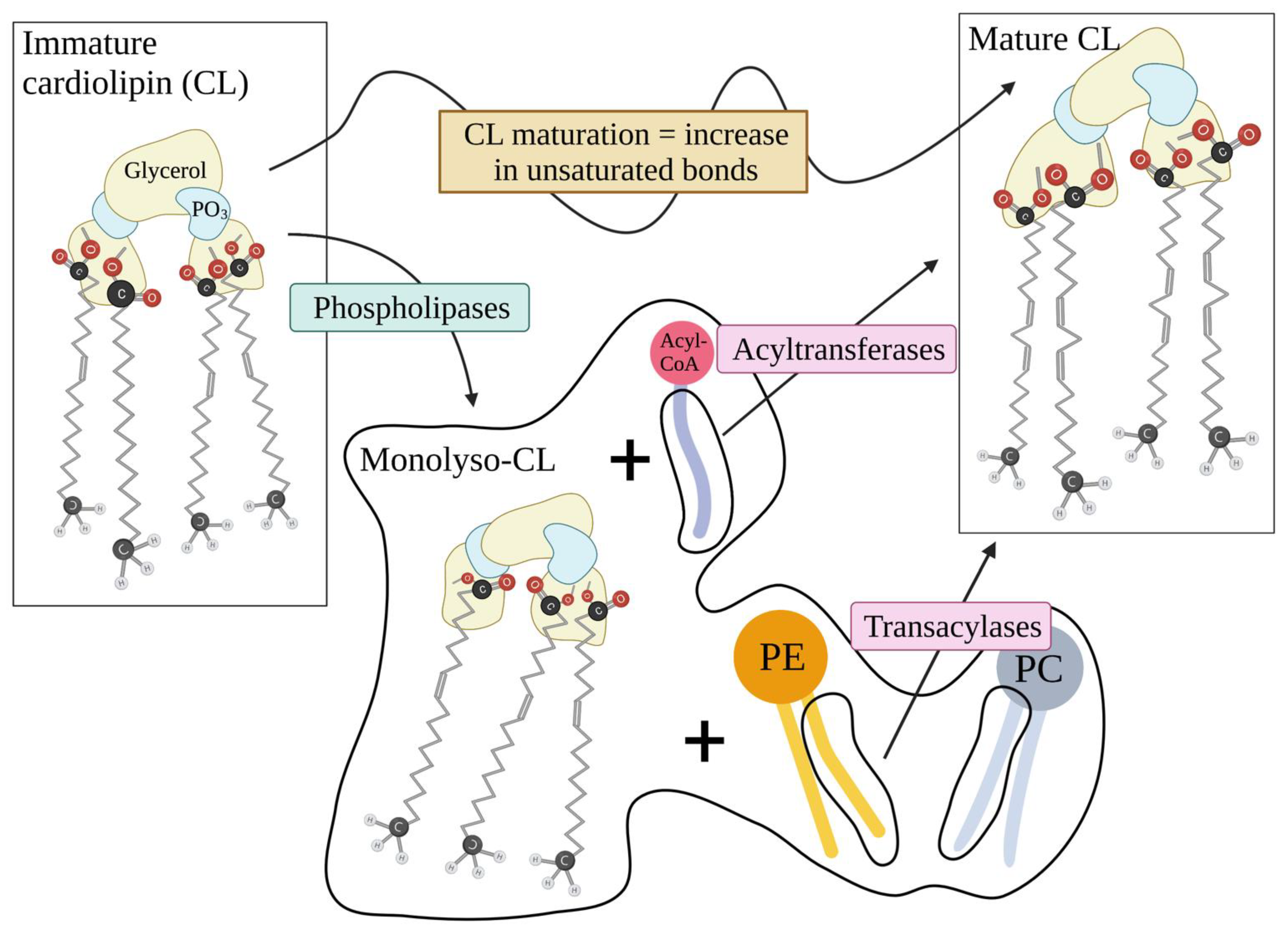 Ijms 23 03738 g004 550