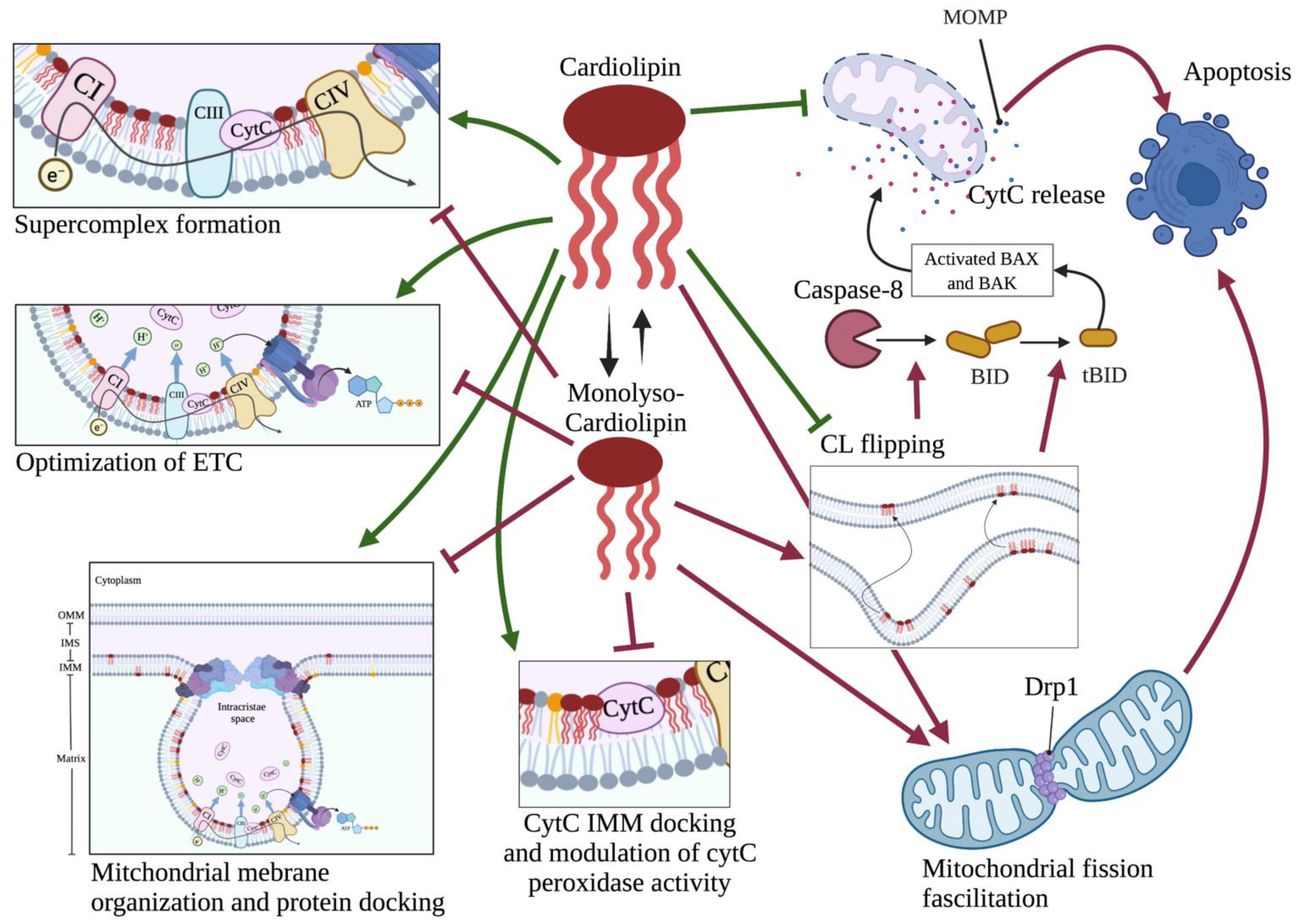 Ijms 23 03738 g005 550