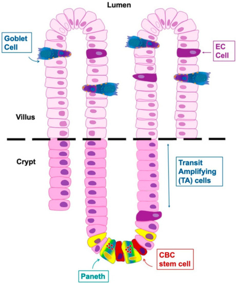 A Focus on Enterochromaffin Cells among the Enteroendocrine