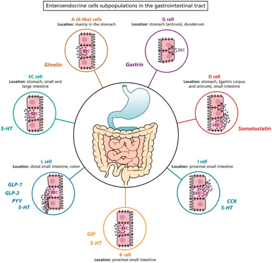 IJMS Free FullText A Focus on Enterochromaffin Cells among the