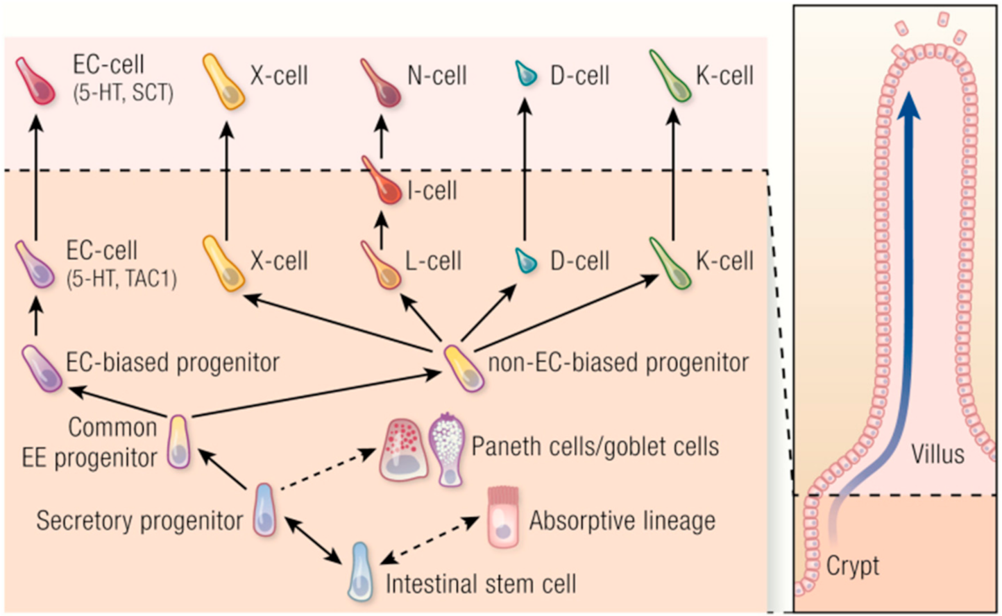IJMS Free FullText A Focus on Enterochromaffin Cells among the