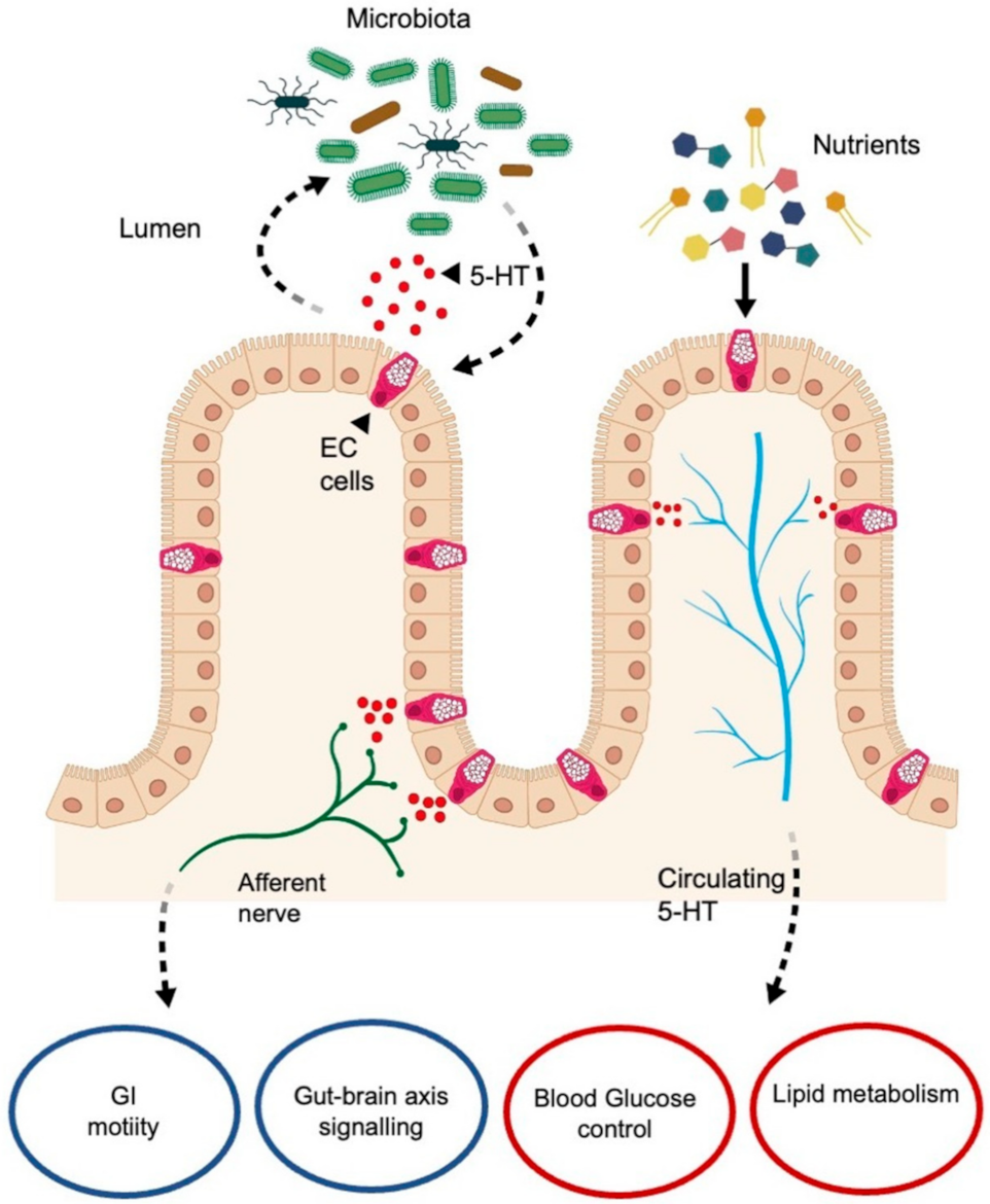 IJMS Free FullText A Focus on Enterochromaffin Cells among the