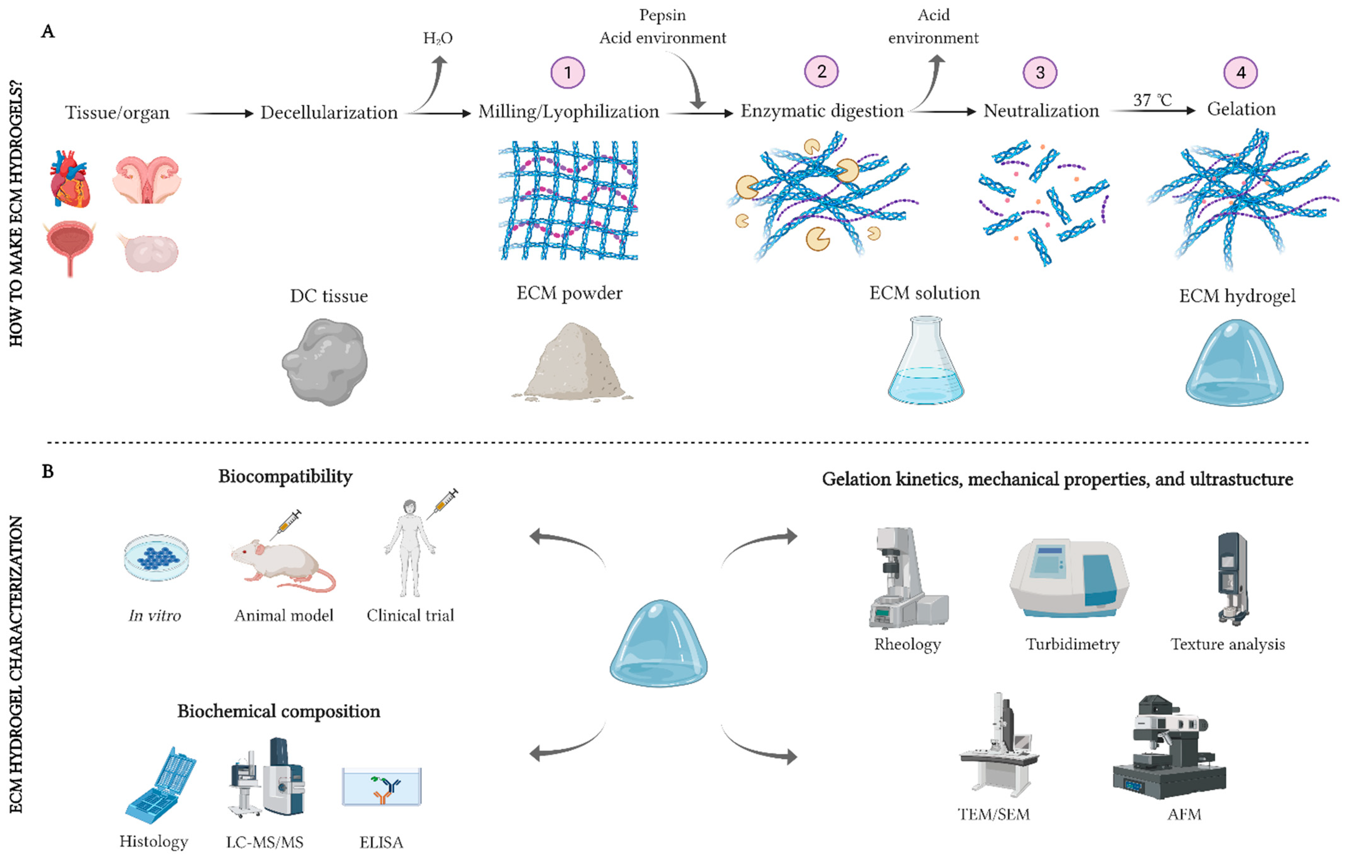 IJMS Free Full-Text Future Challenges and Opportunities of Extracellular Matrix Hydrogels in Female Reproductive Medicine