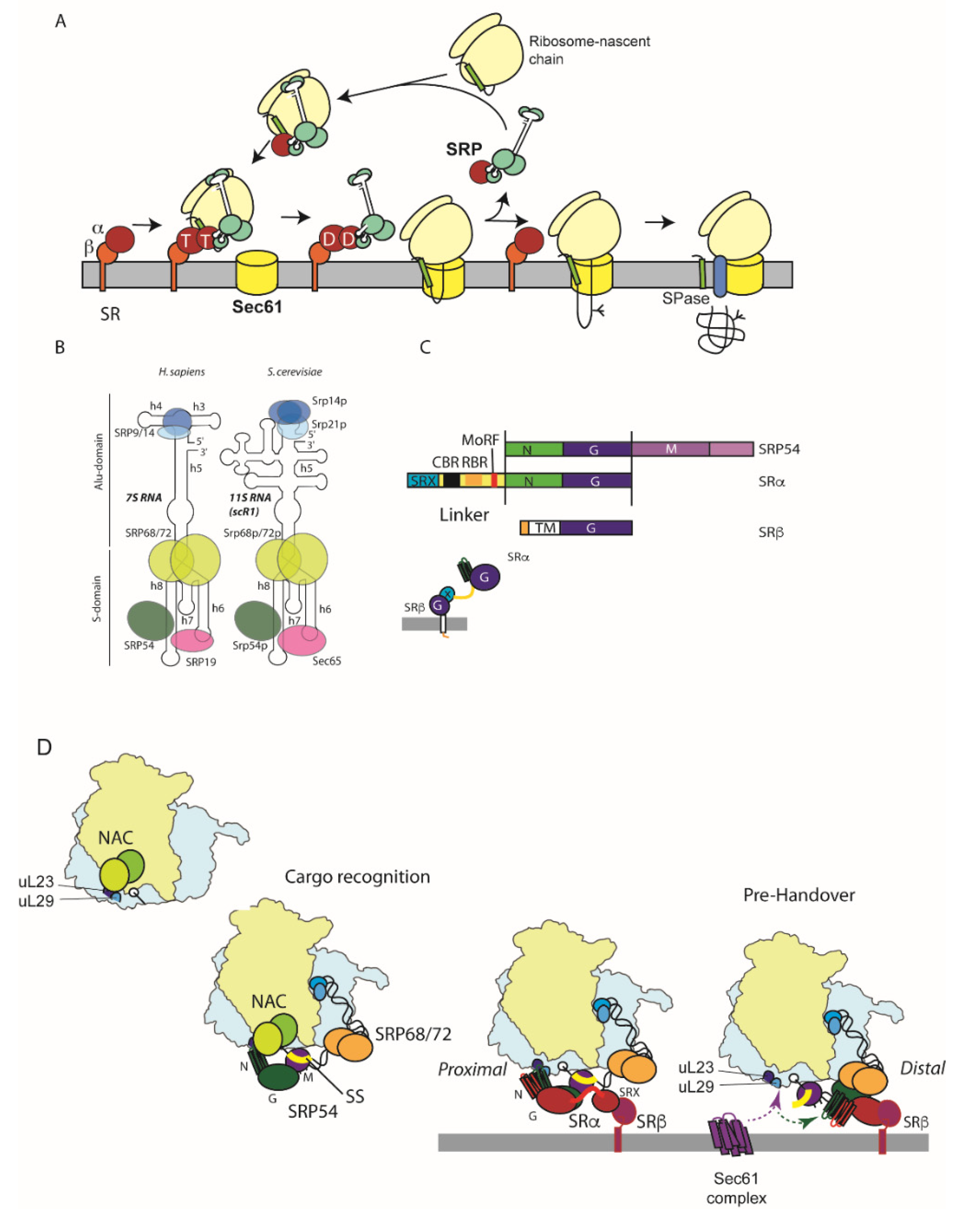Ijms 23 03773 g002 Ijms 23 03773 g002