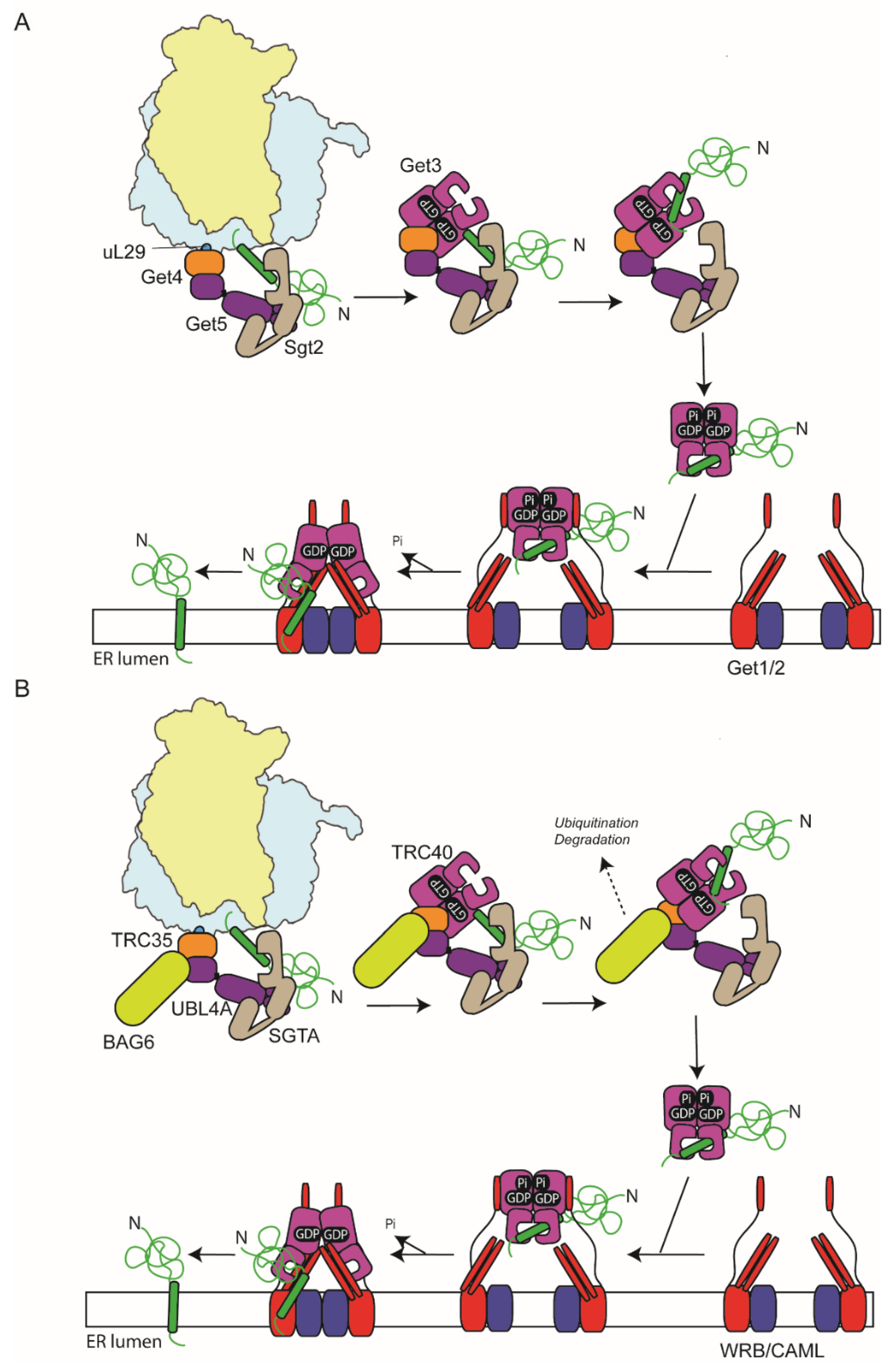 Ijms 23 03773 g003 Ijms 23 03773 g003