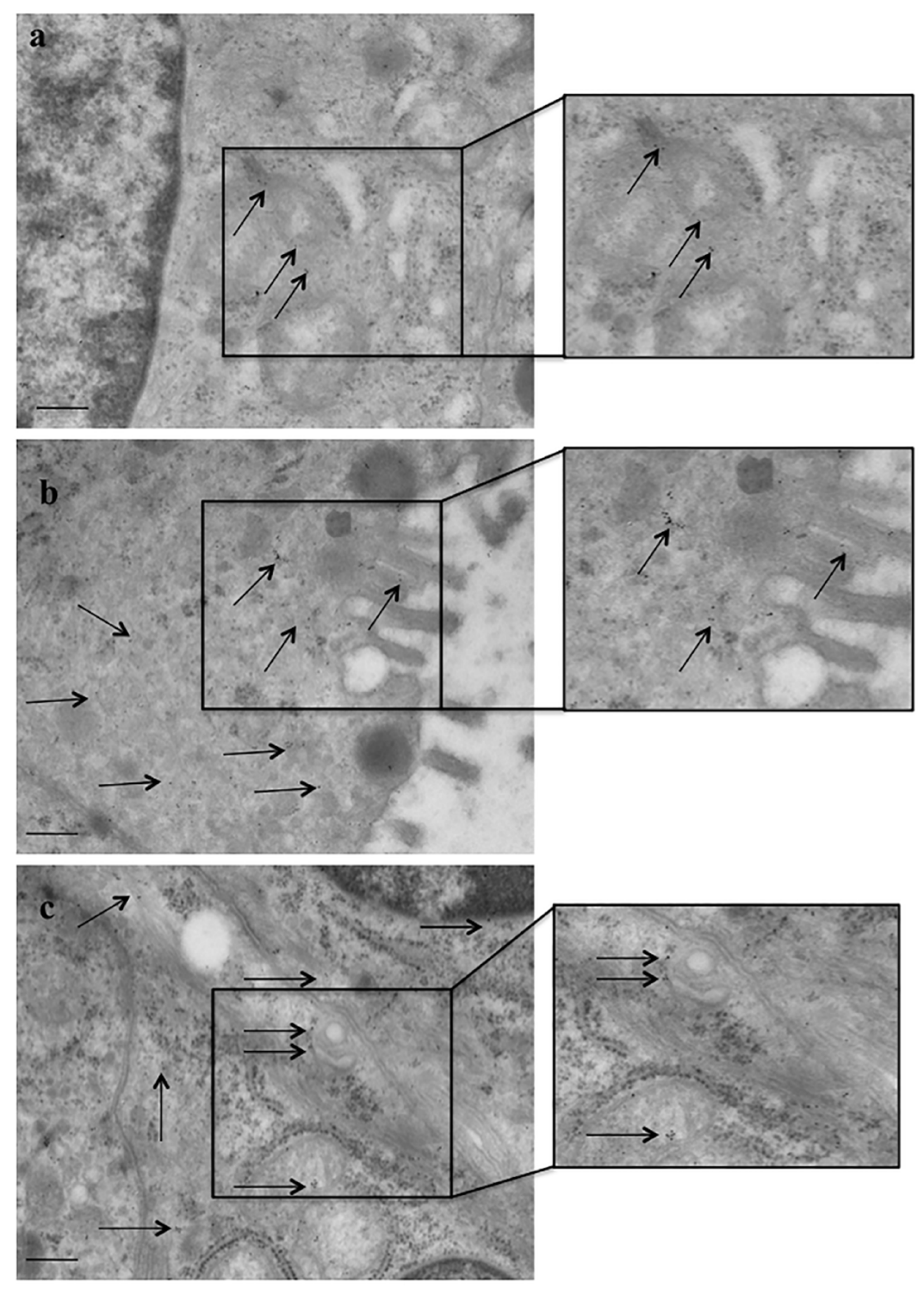 Ijms 23 03775 g004 550