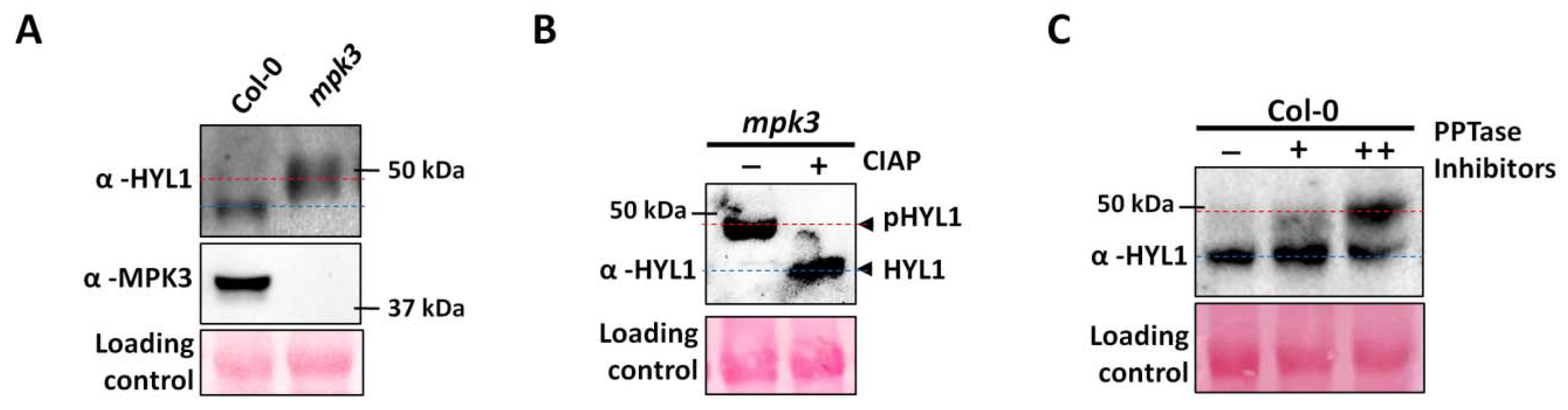 Ijms 23 03787 g003 550