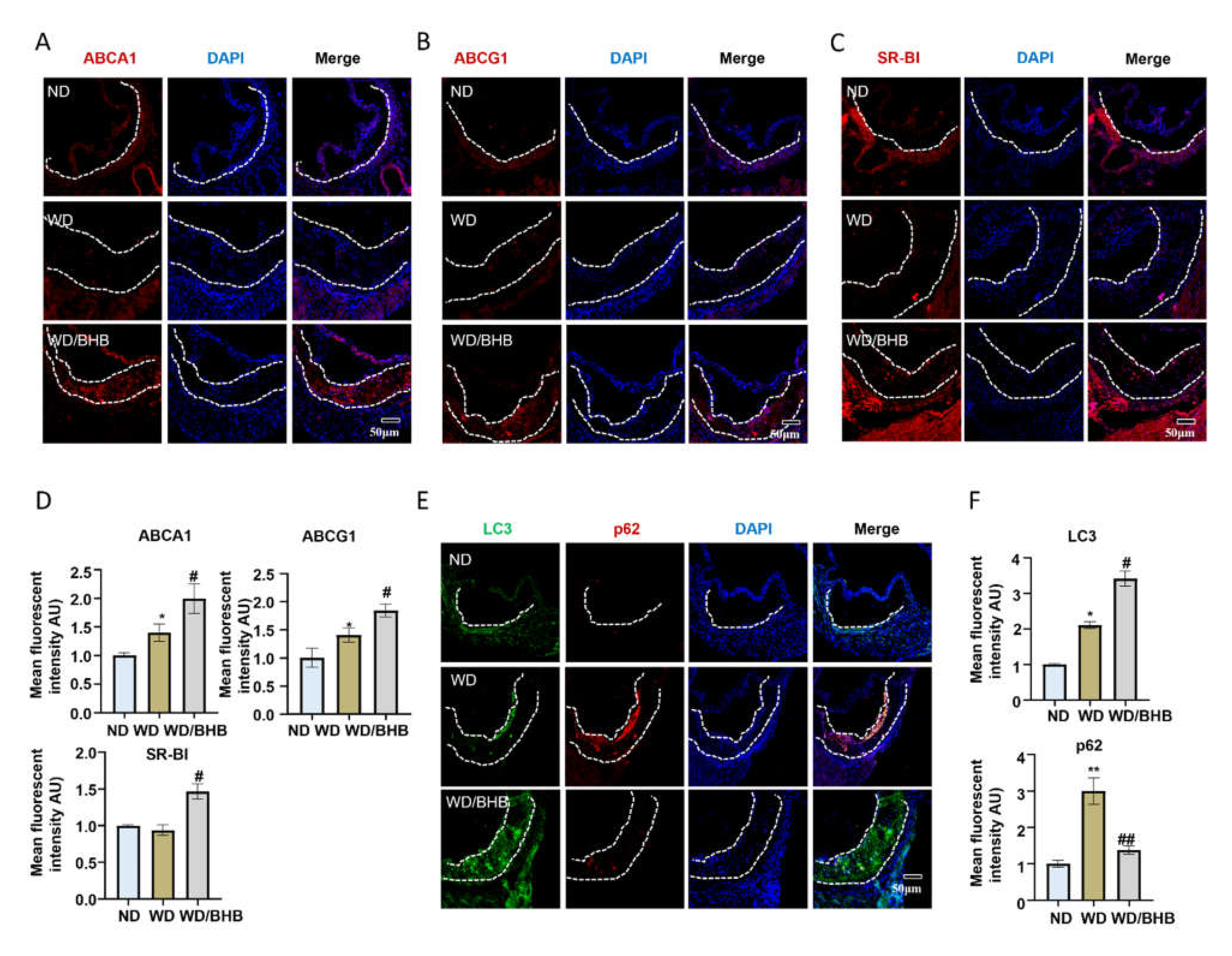 Ijms 23 03788 g006 550