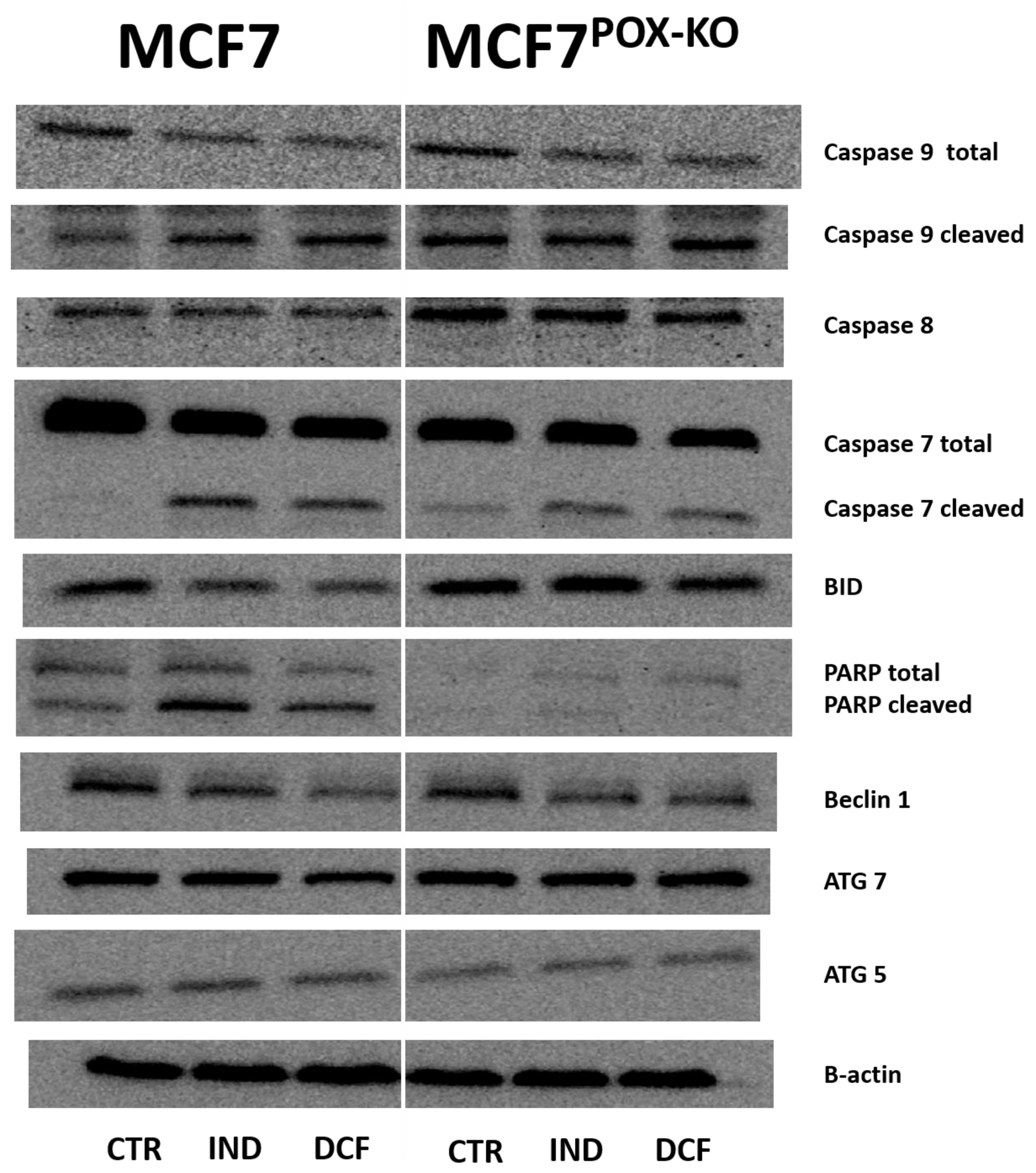 Ijms 23 03813 g004a 550