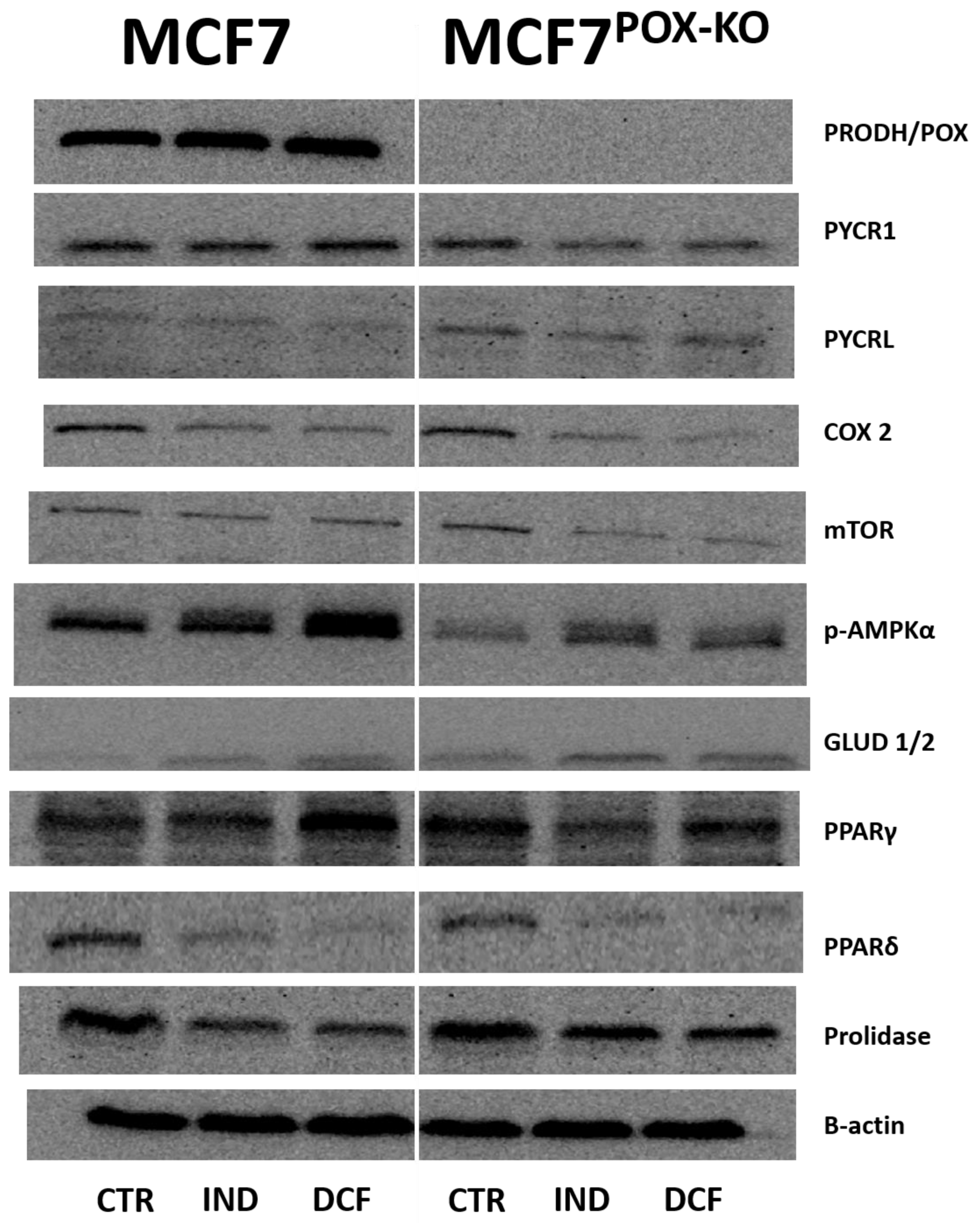 Ijms 23 03813 g004b 550