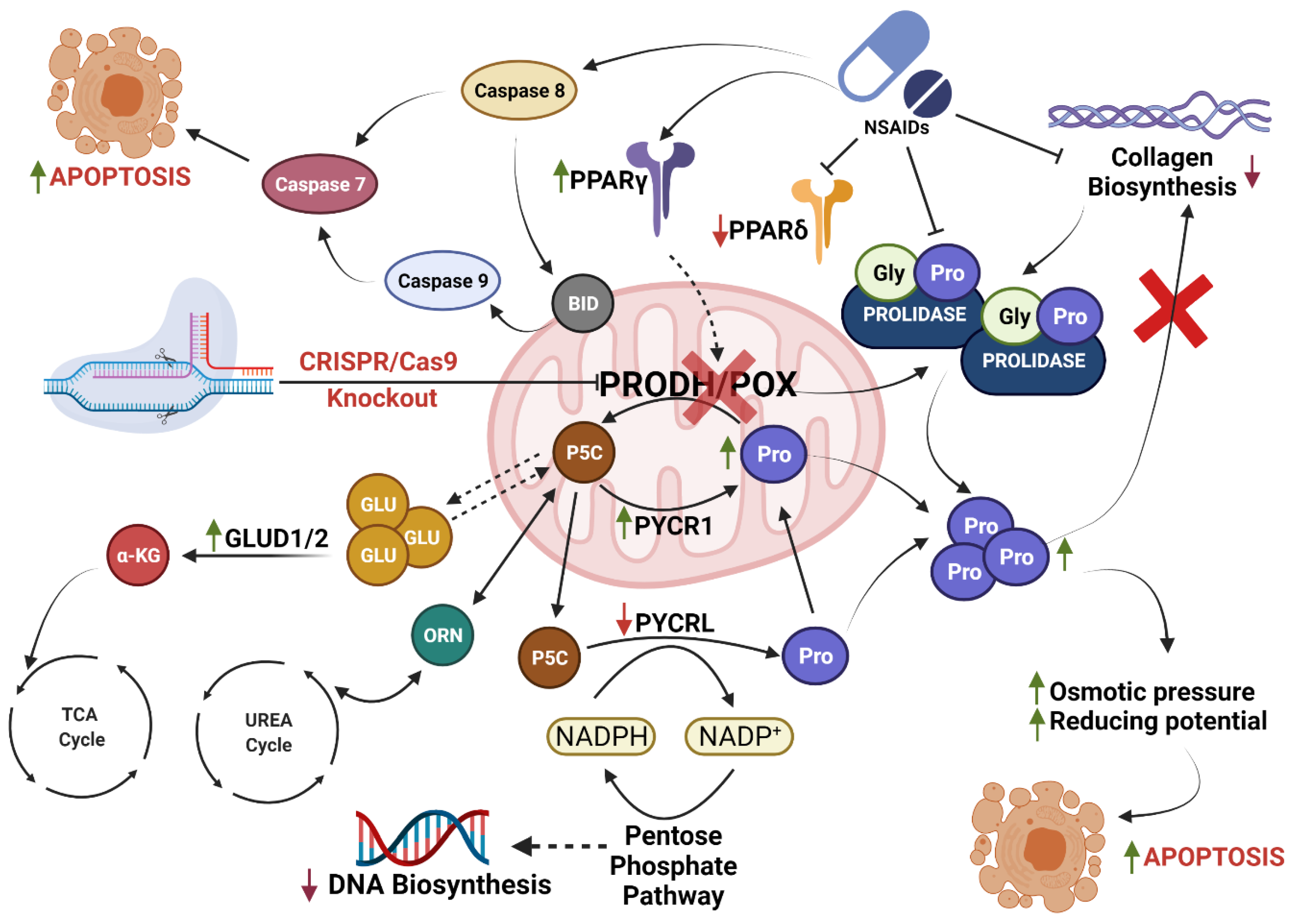 Ijms 23 03813 g005 550