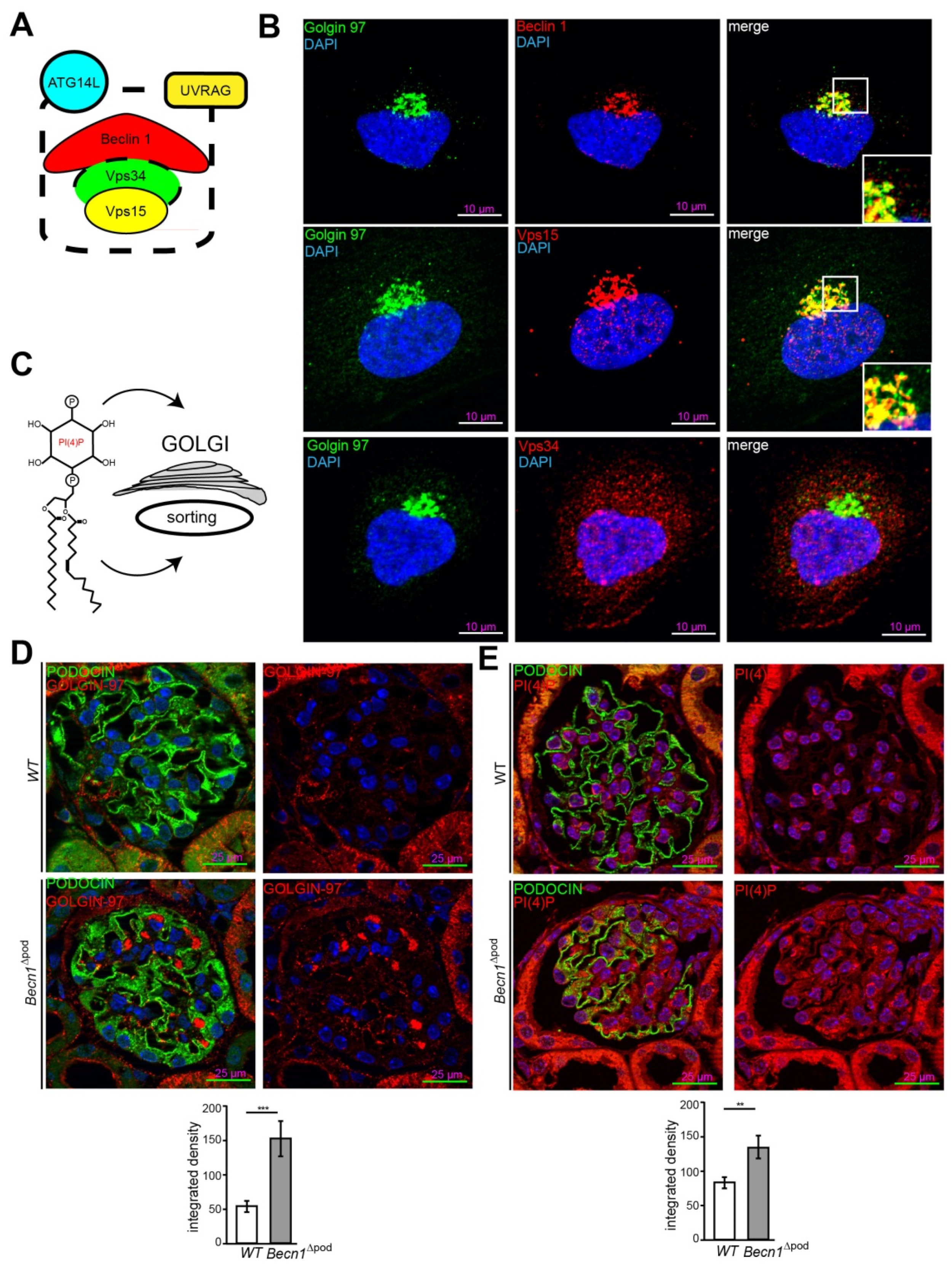 Ijms 23 03825 g005 Ijms 23 03825 g005