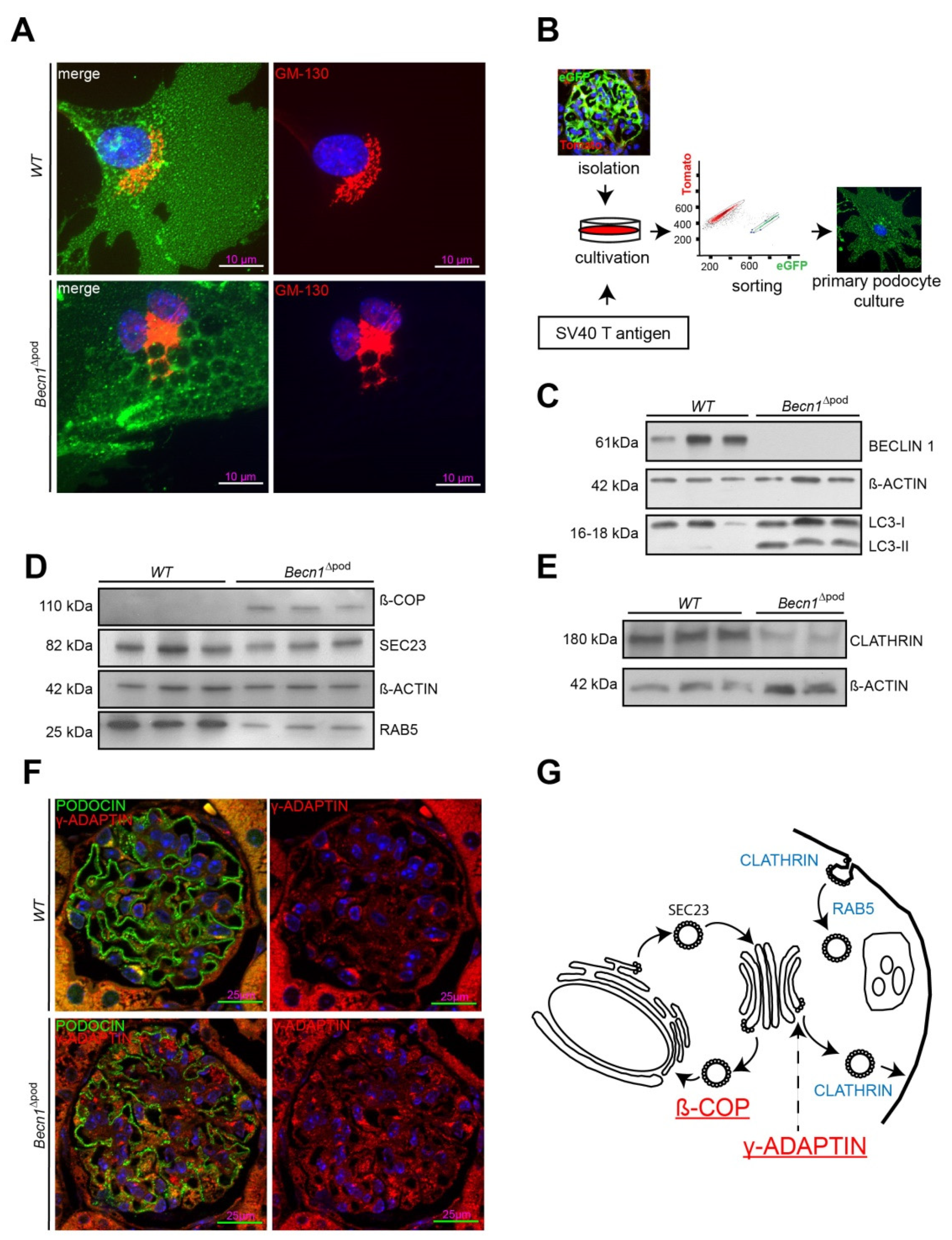 Ijms 23 03825 g006 Ijms 23 03825 g006