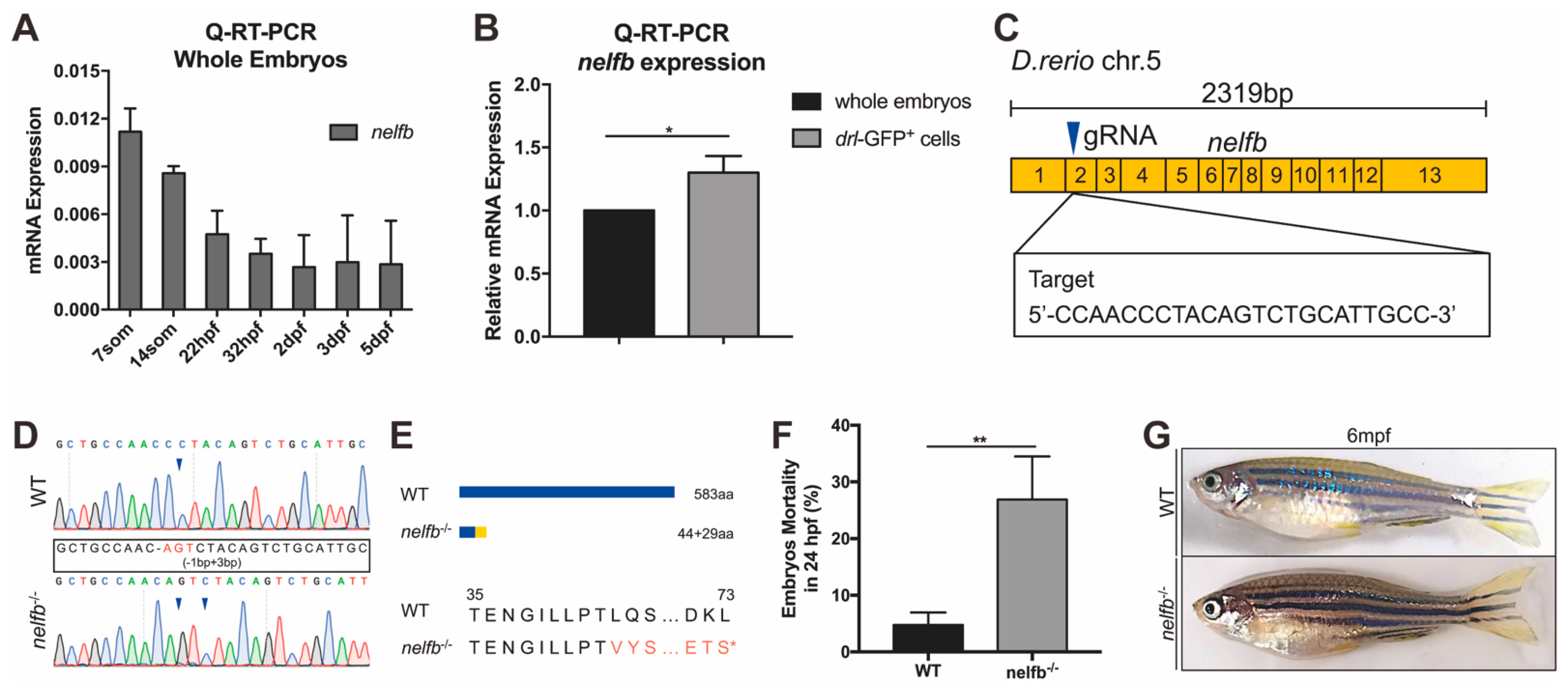 Ijms 23 03833 g001 Ijms 23 03833 g001