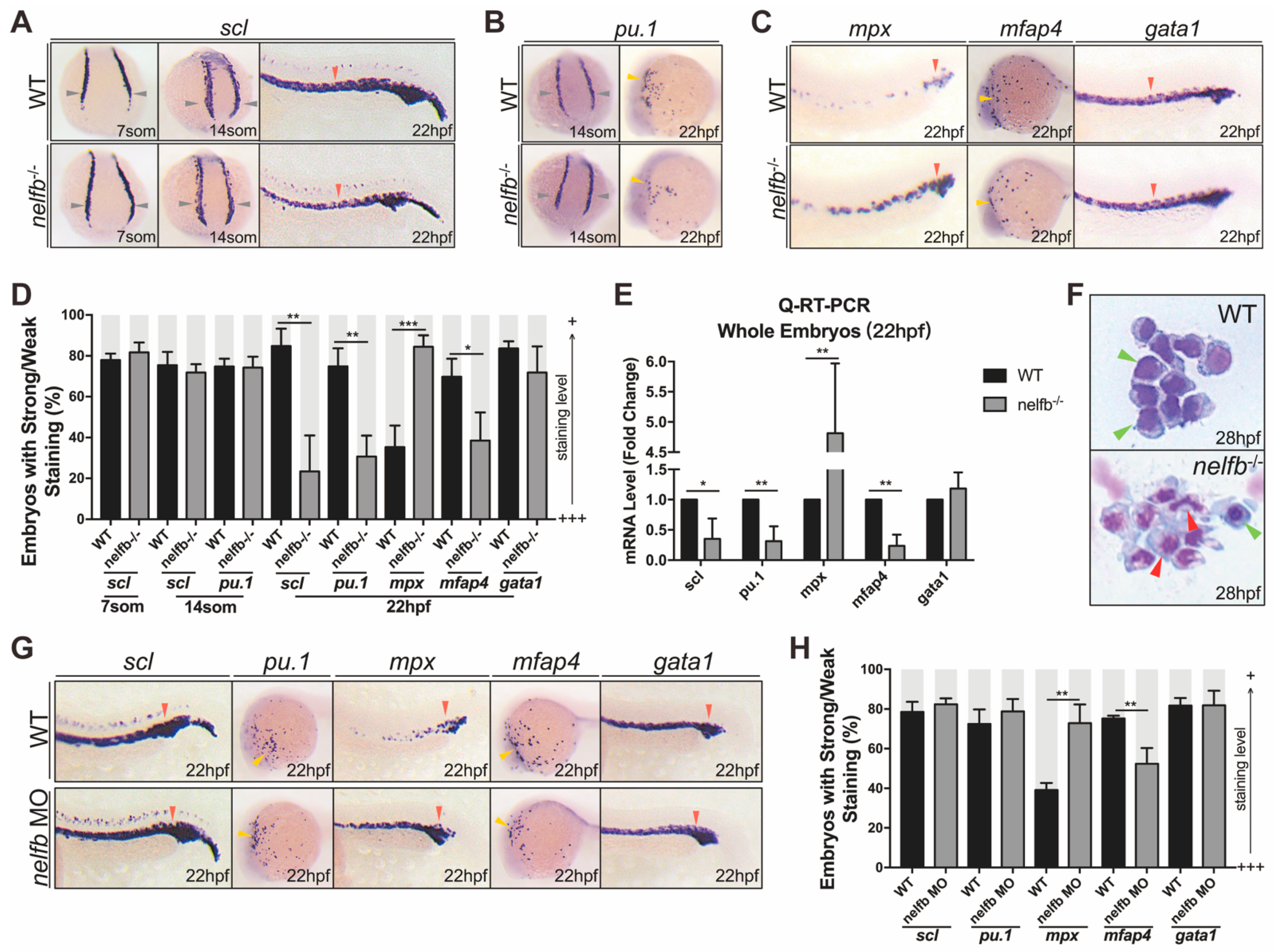 Ijms 23 03833 g002 Ijms 23 03833 g002